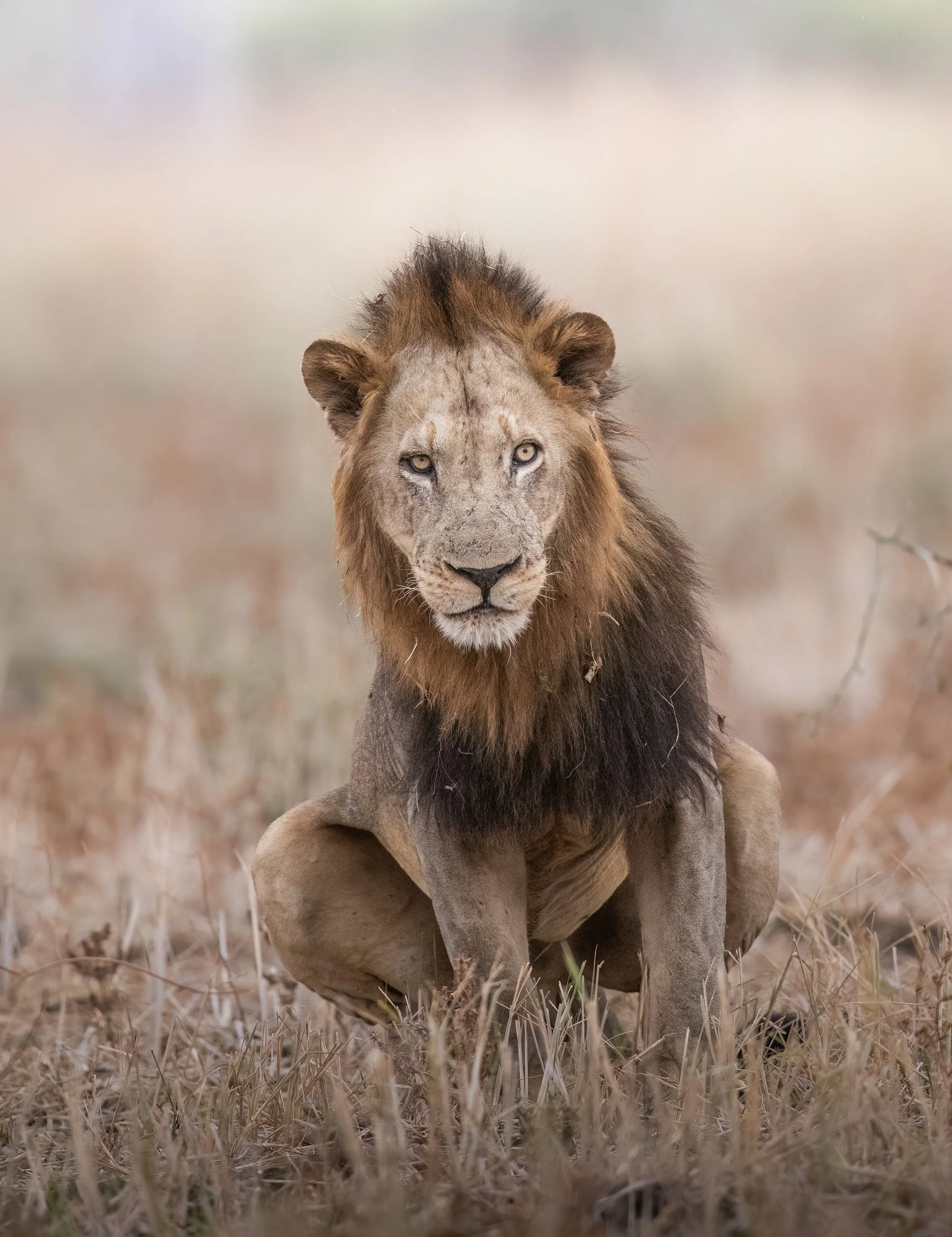 injured Lion Zambia-.jpg