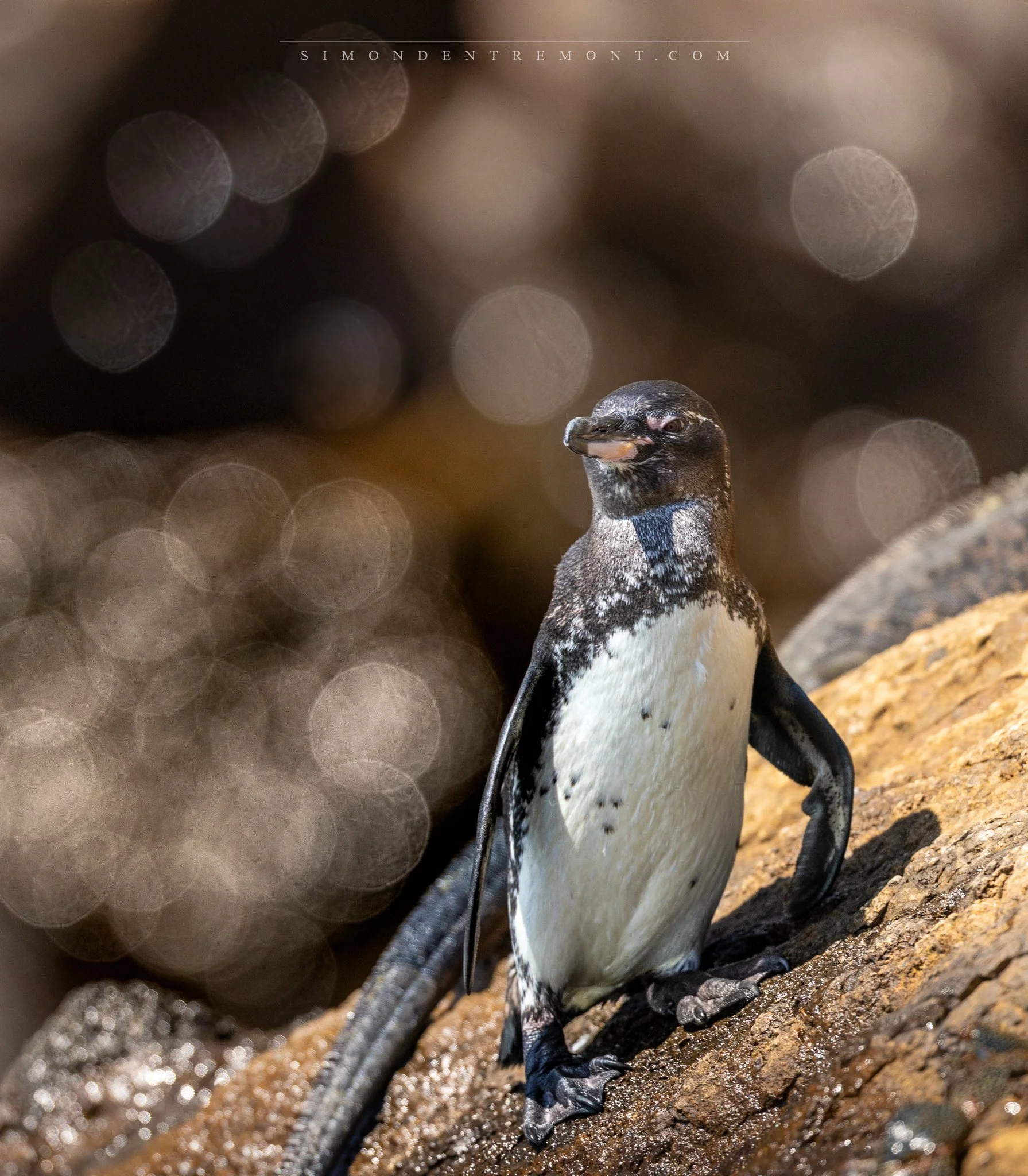 Penguin.jpg