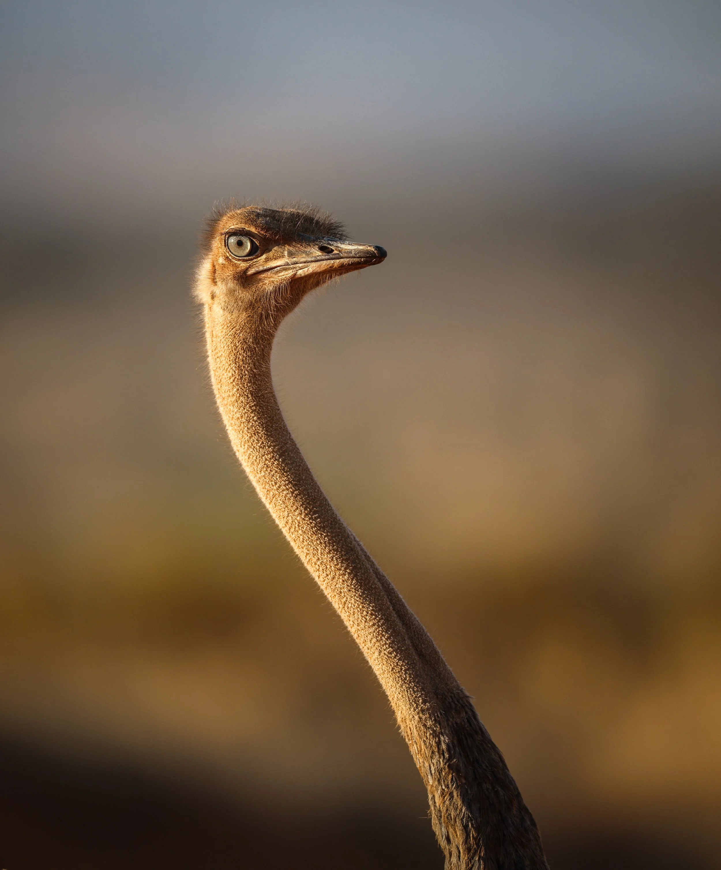 Ostrich eye-1.jpg