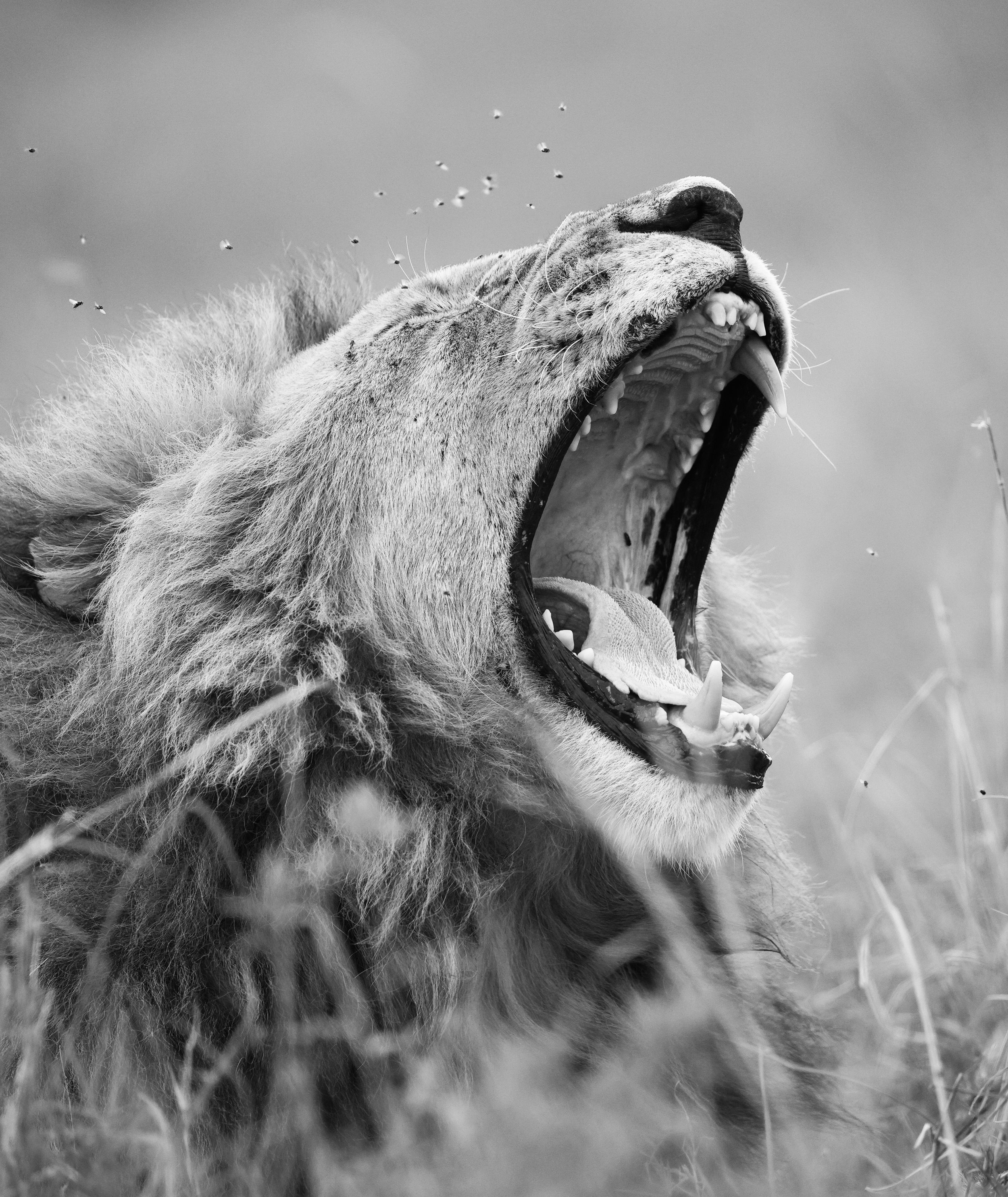 Lion roar-1.jpg