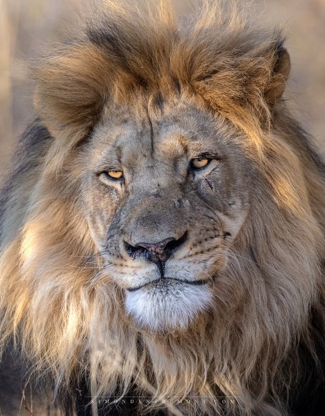 Lion Botswana-2662.jpeg