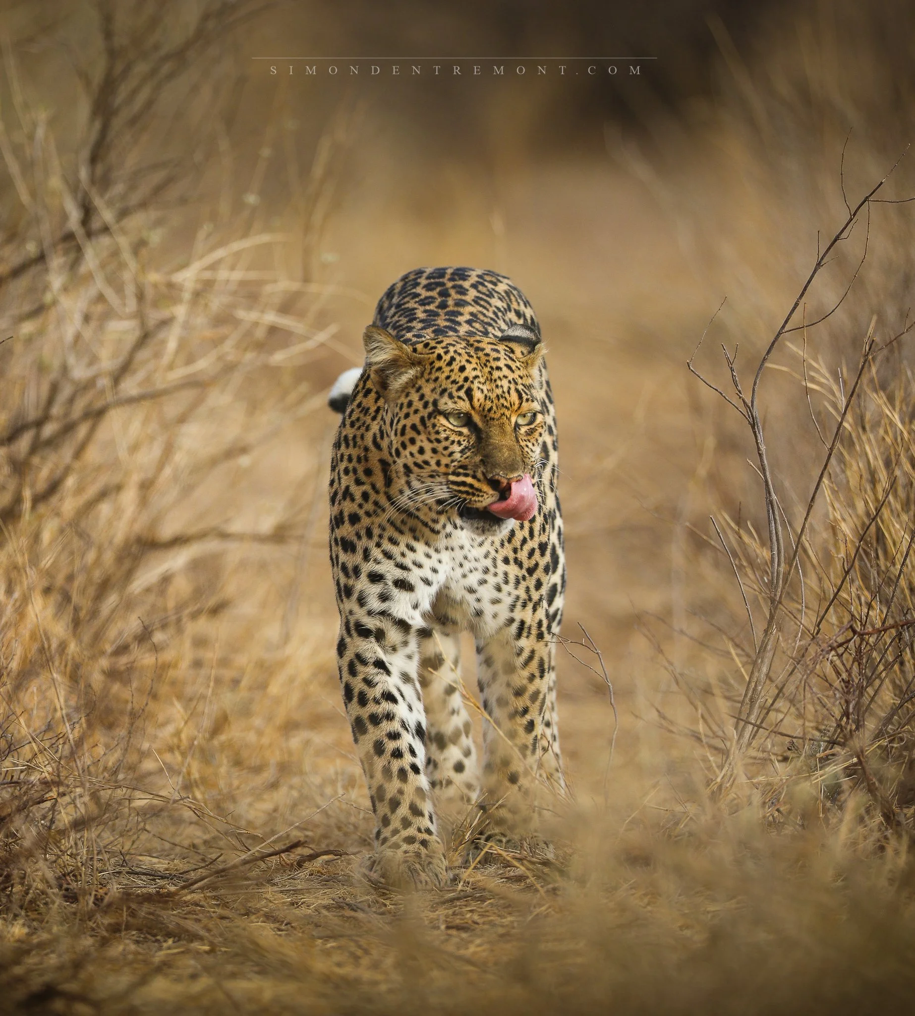Leopard-1-3.jpg