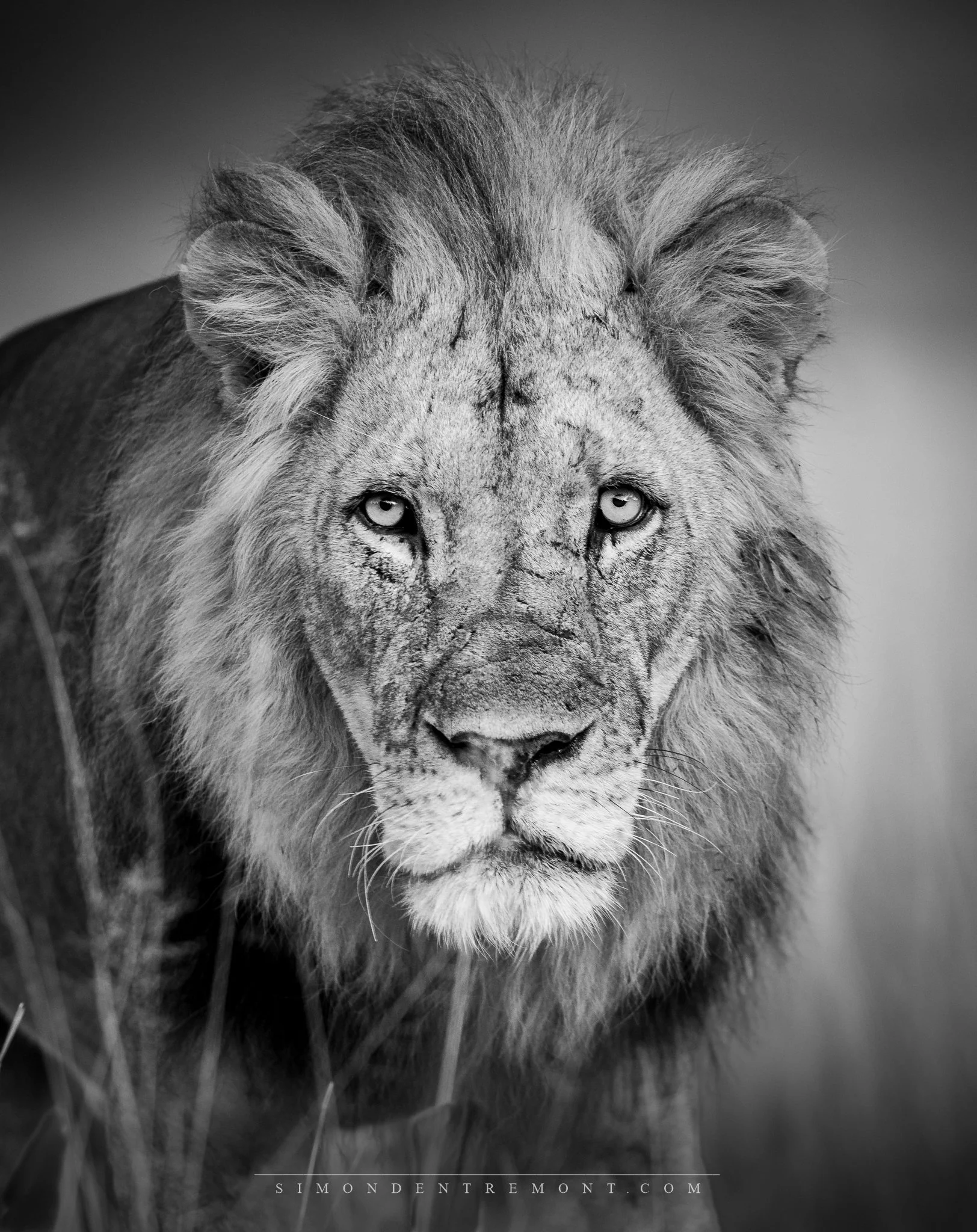 Lion scars (1 of 1).jpg