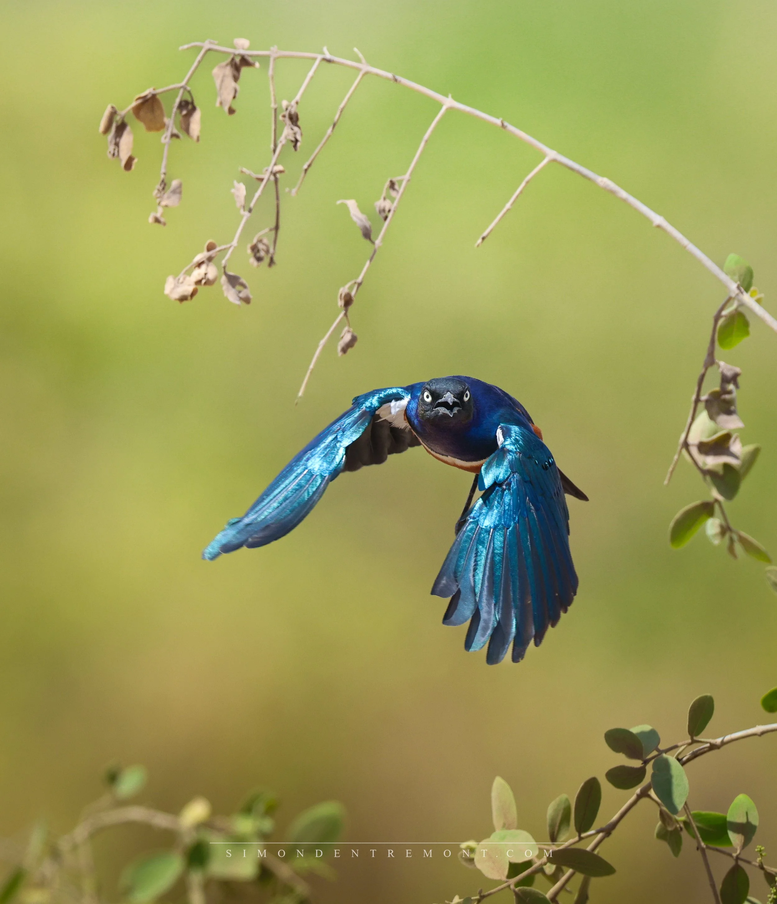 Superb Starling-66661-2.jpg
