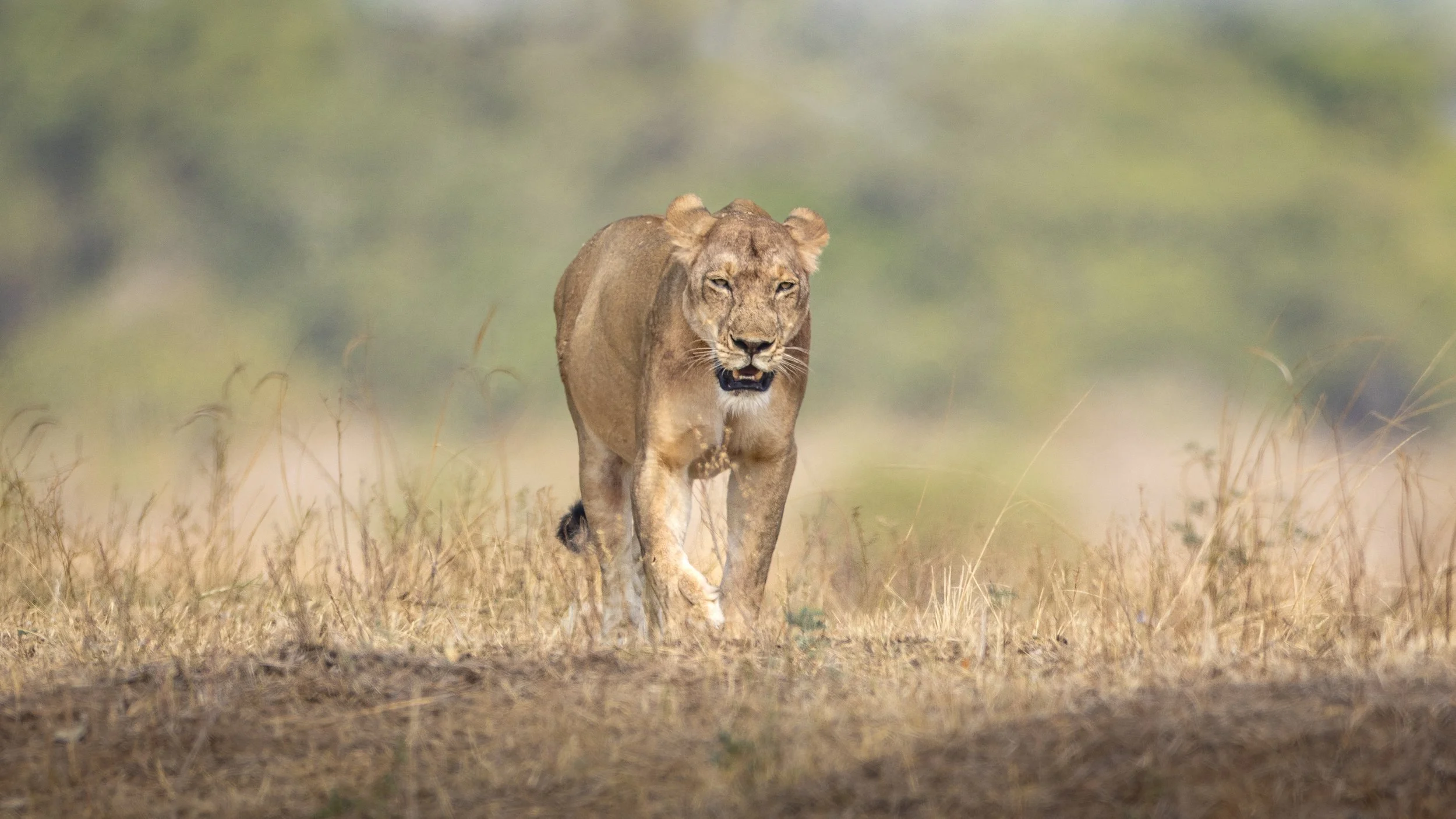 lion-9663.jpg