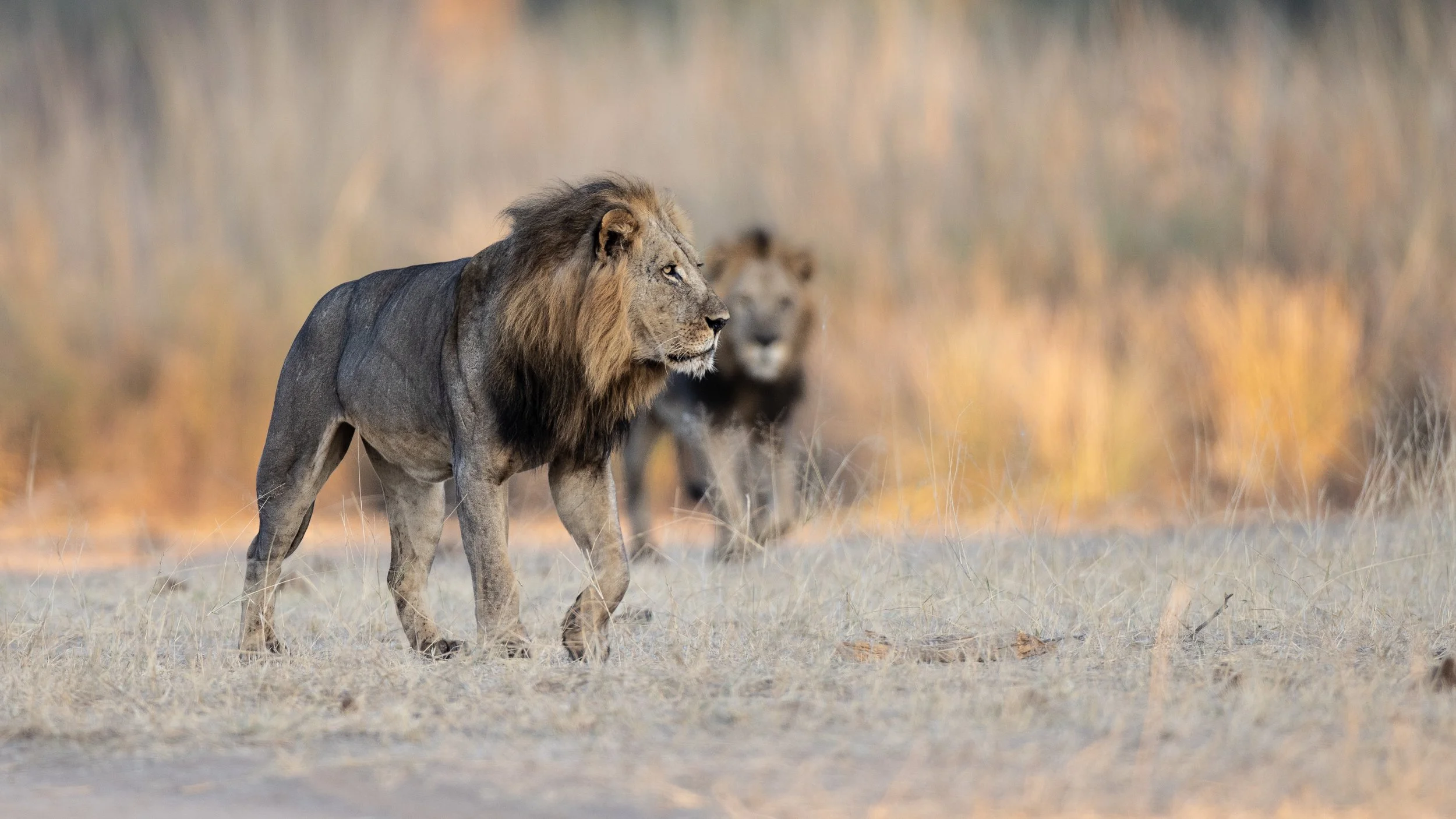 lion-1829.jpg
