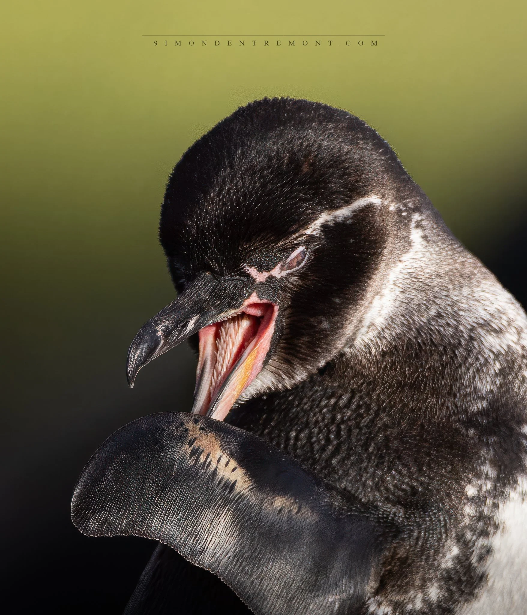 Penguin-3.jpg