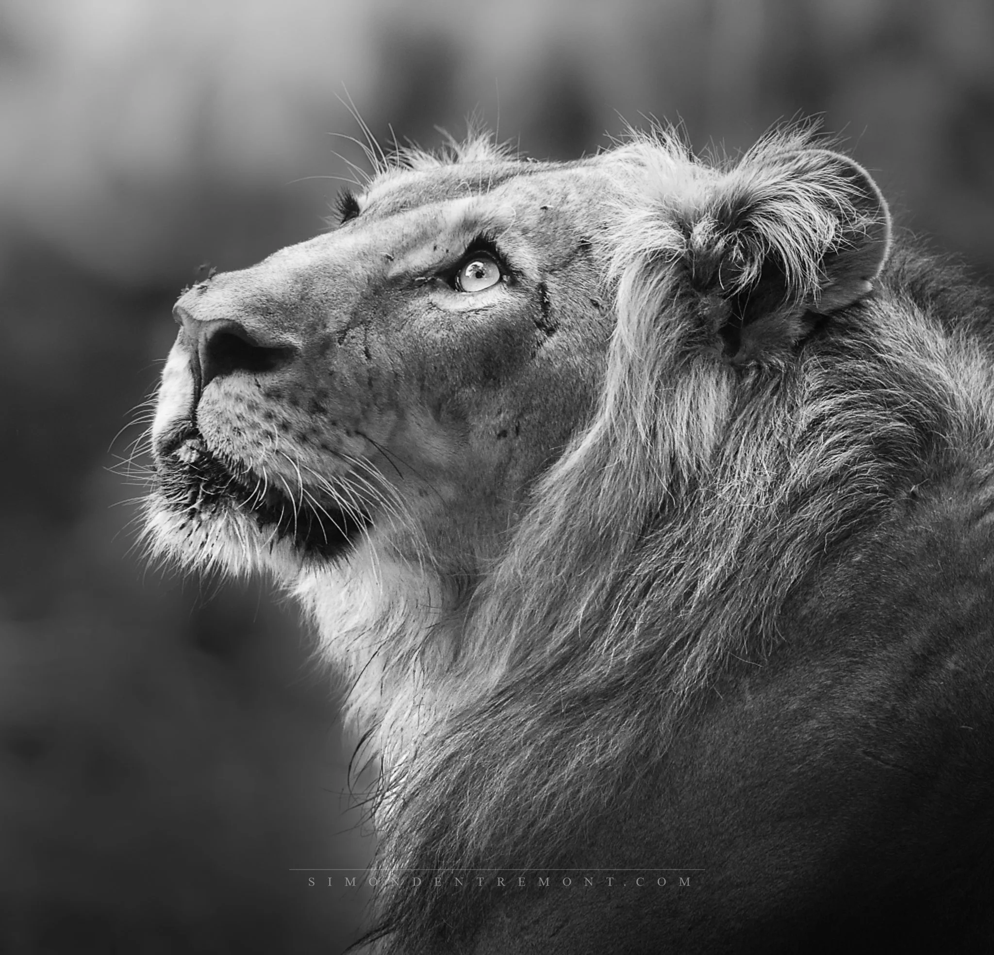 Lion-5128 (1).jpg