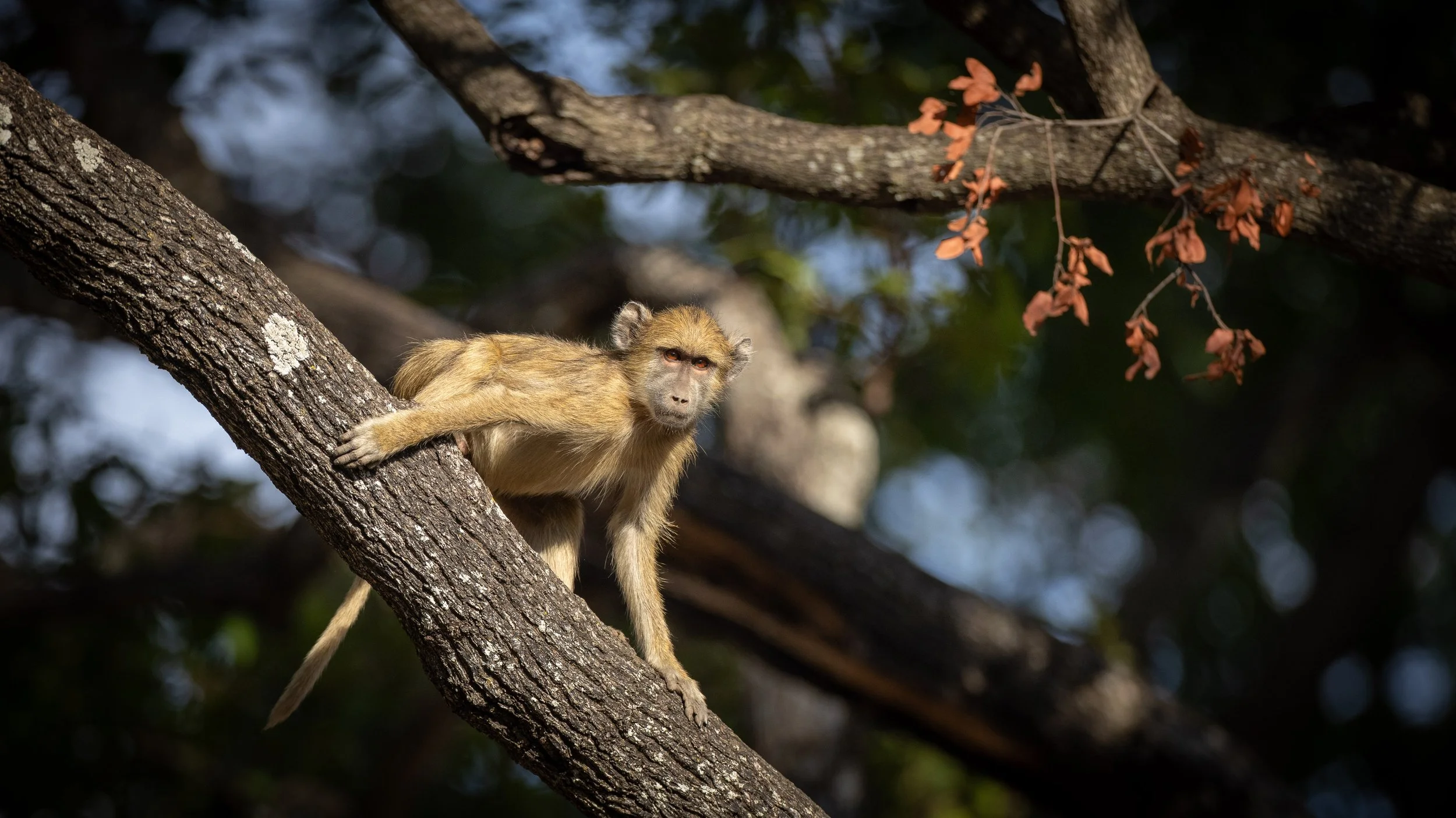 baboon-9806.jpg