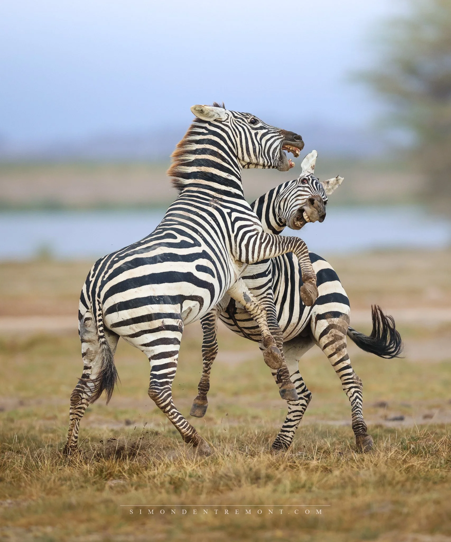 Zebras fighting-1.jpg