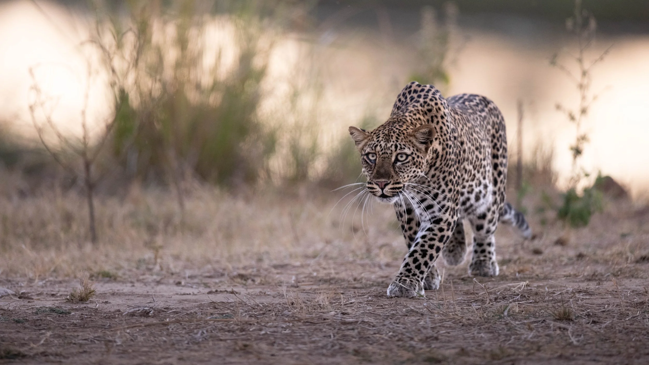 leopard stalk-1276.jpg