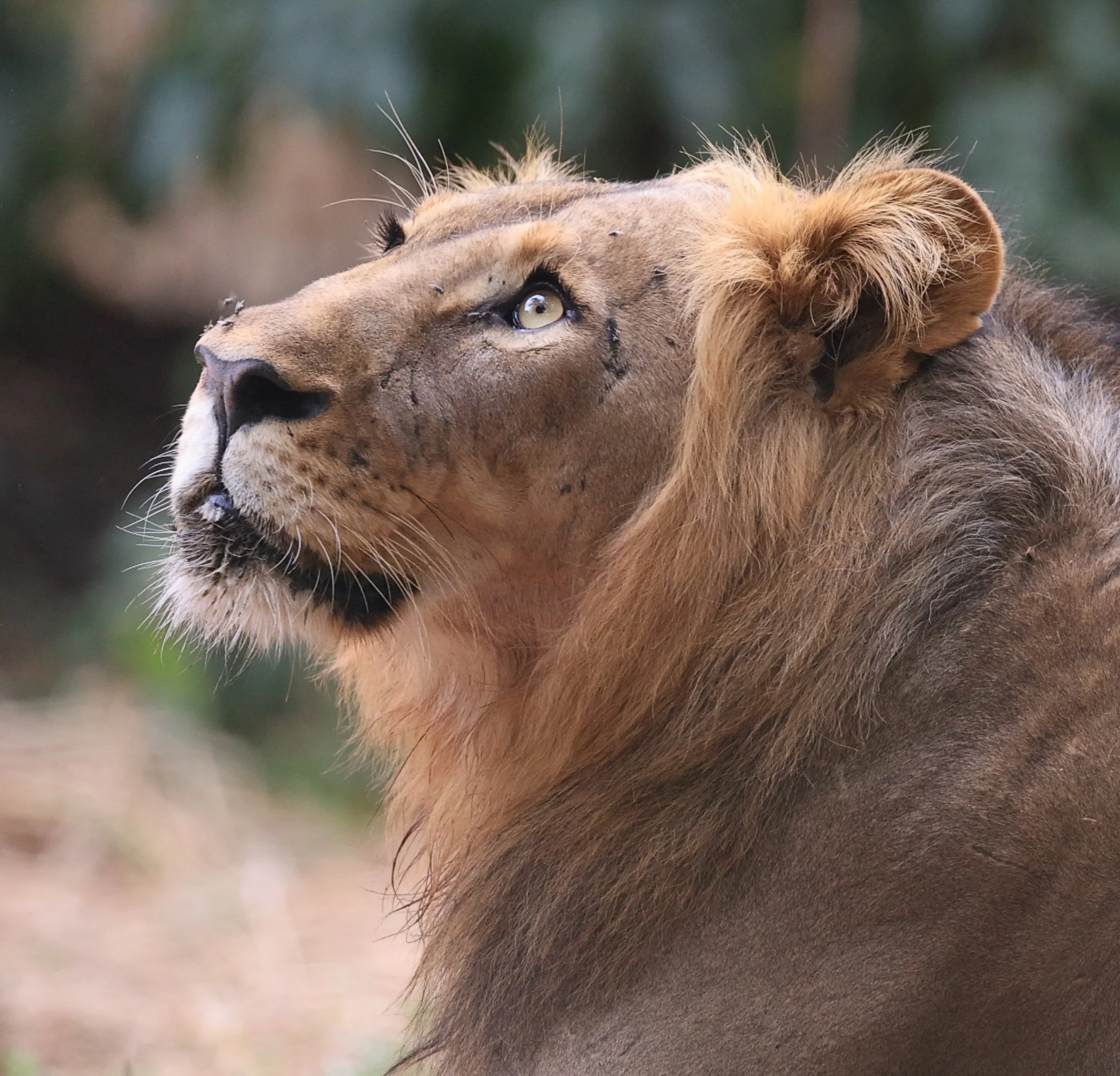 lion before-5128.jpg
