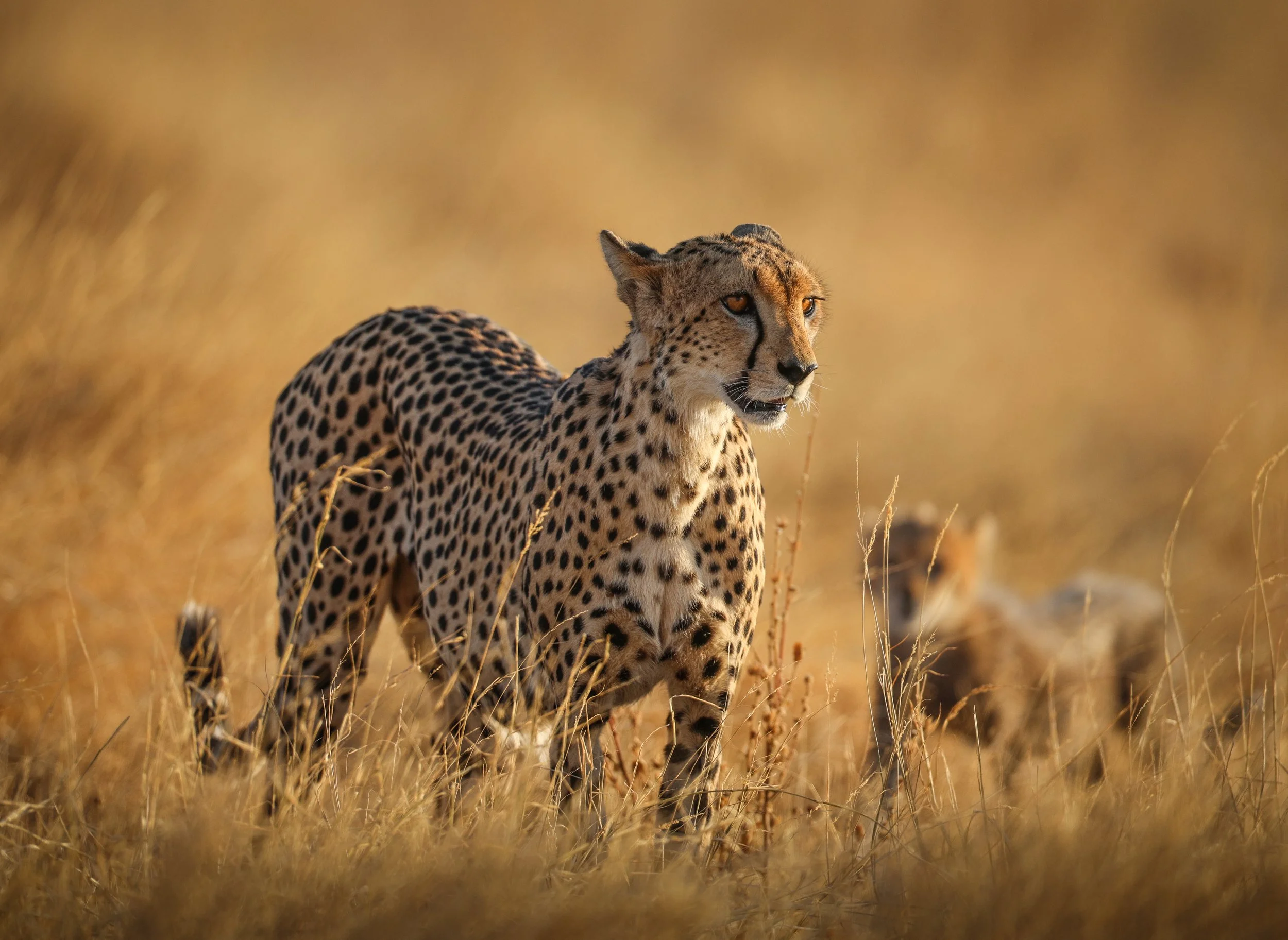 Cheetah with cub-1.jpg