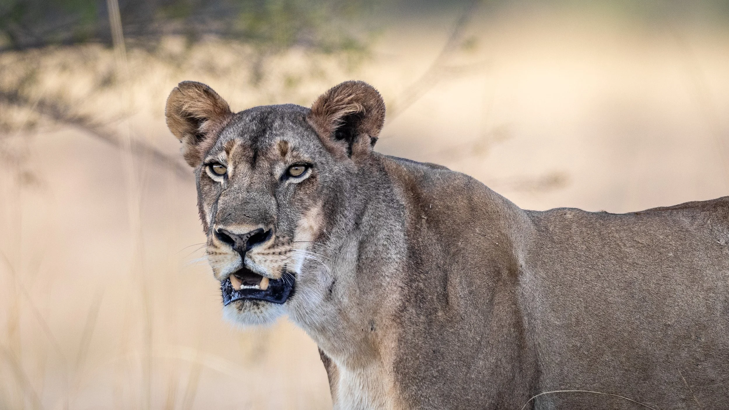Lion Zambia-9269.jpg