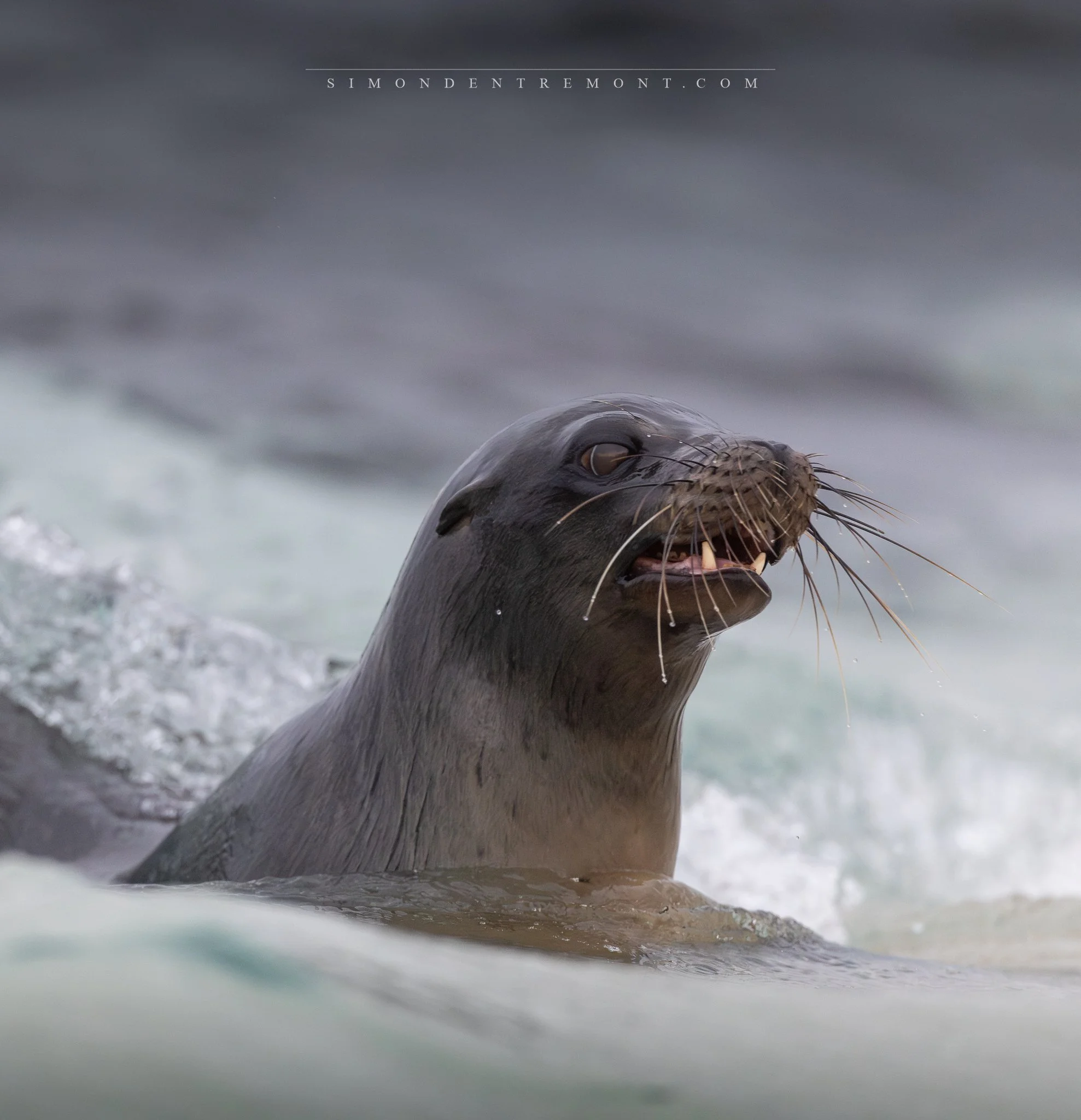 Sea Lion.jpg