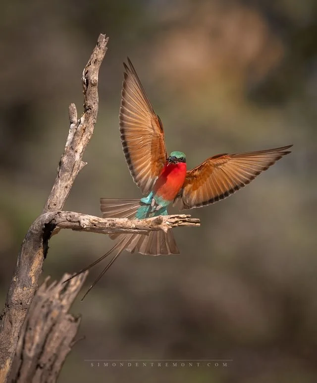 Red Lechwe II-6846.jpeg