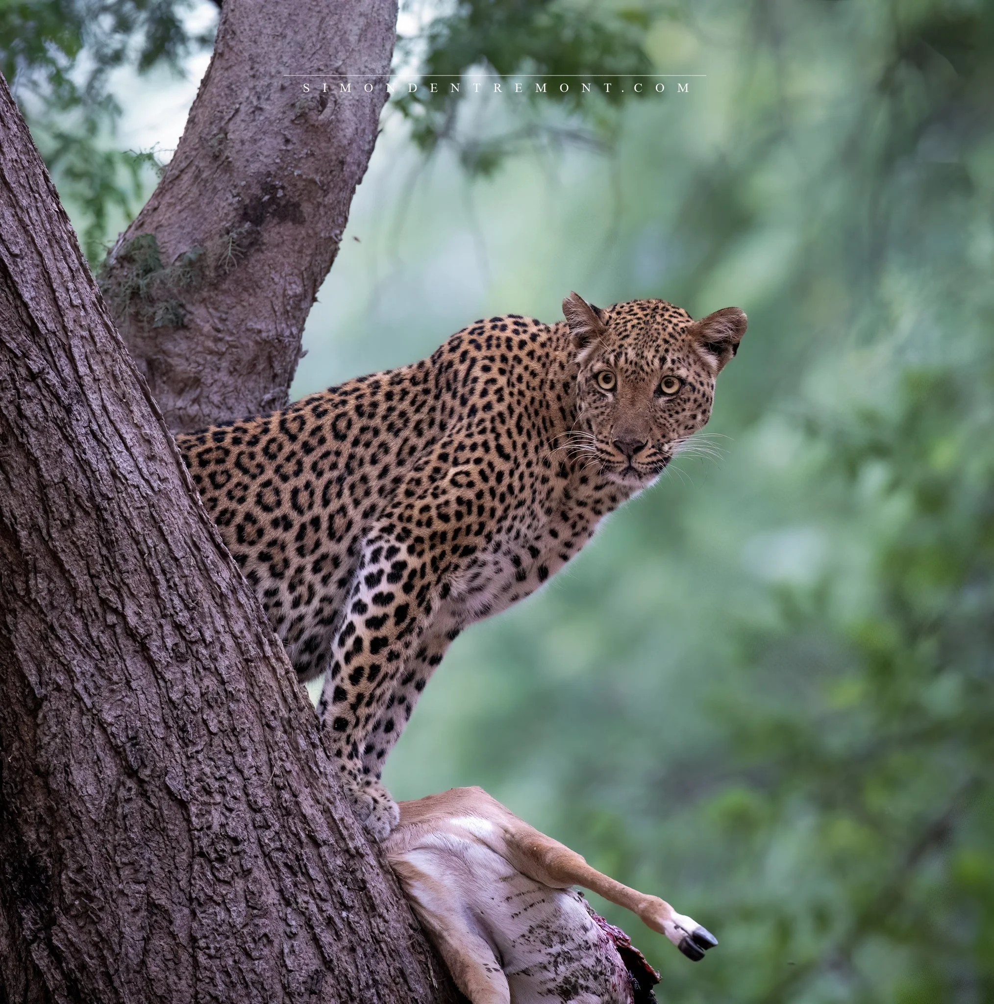 Leopard--3.jpg