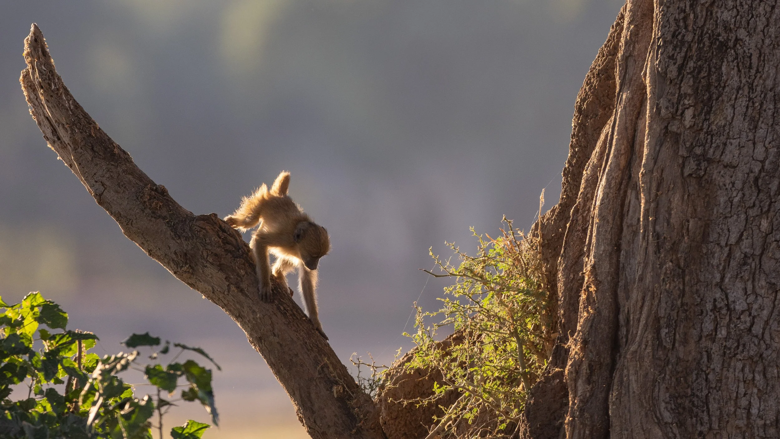 baboon-3785.jpg