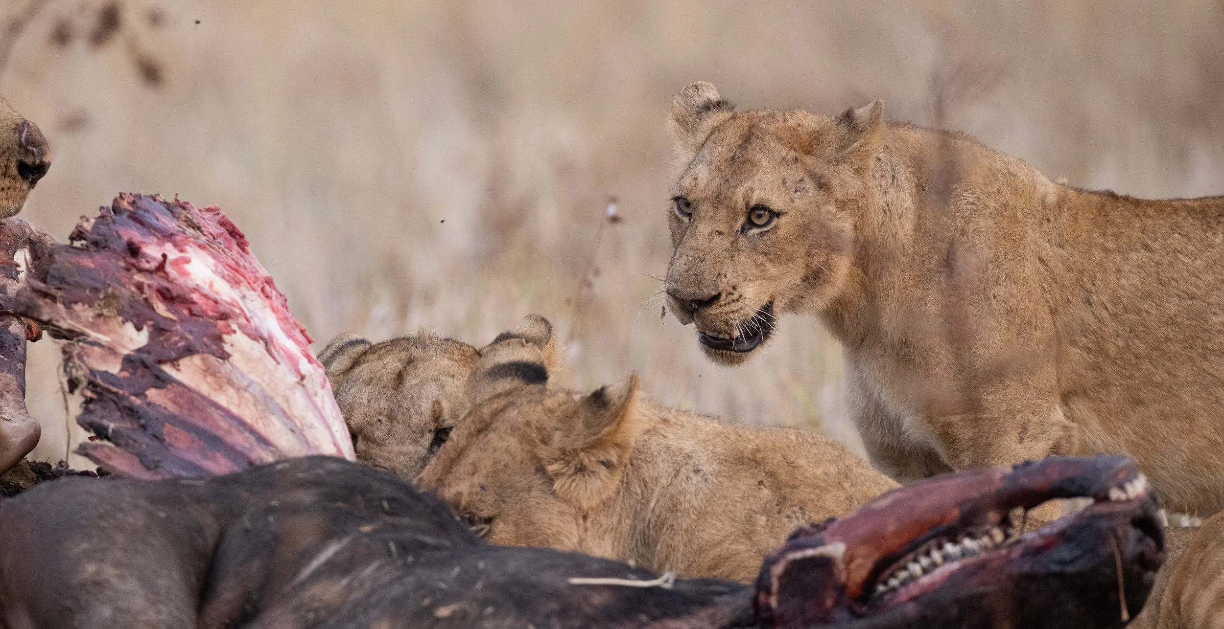 lion kill-9989.jpg