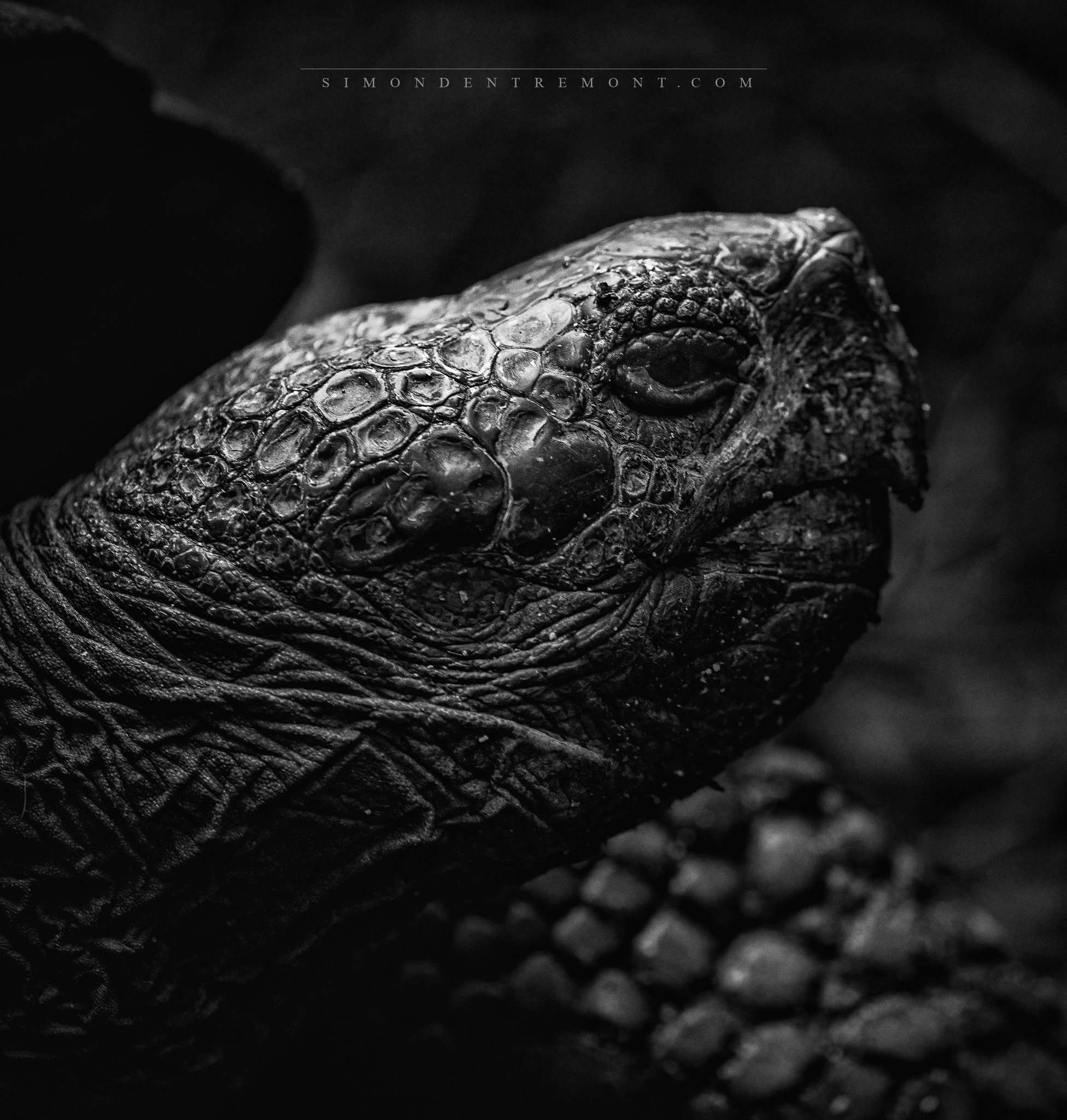 Galapagos Tortoise.jpg
