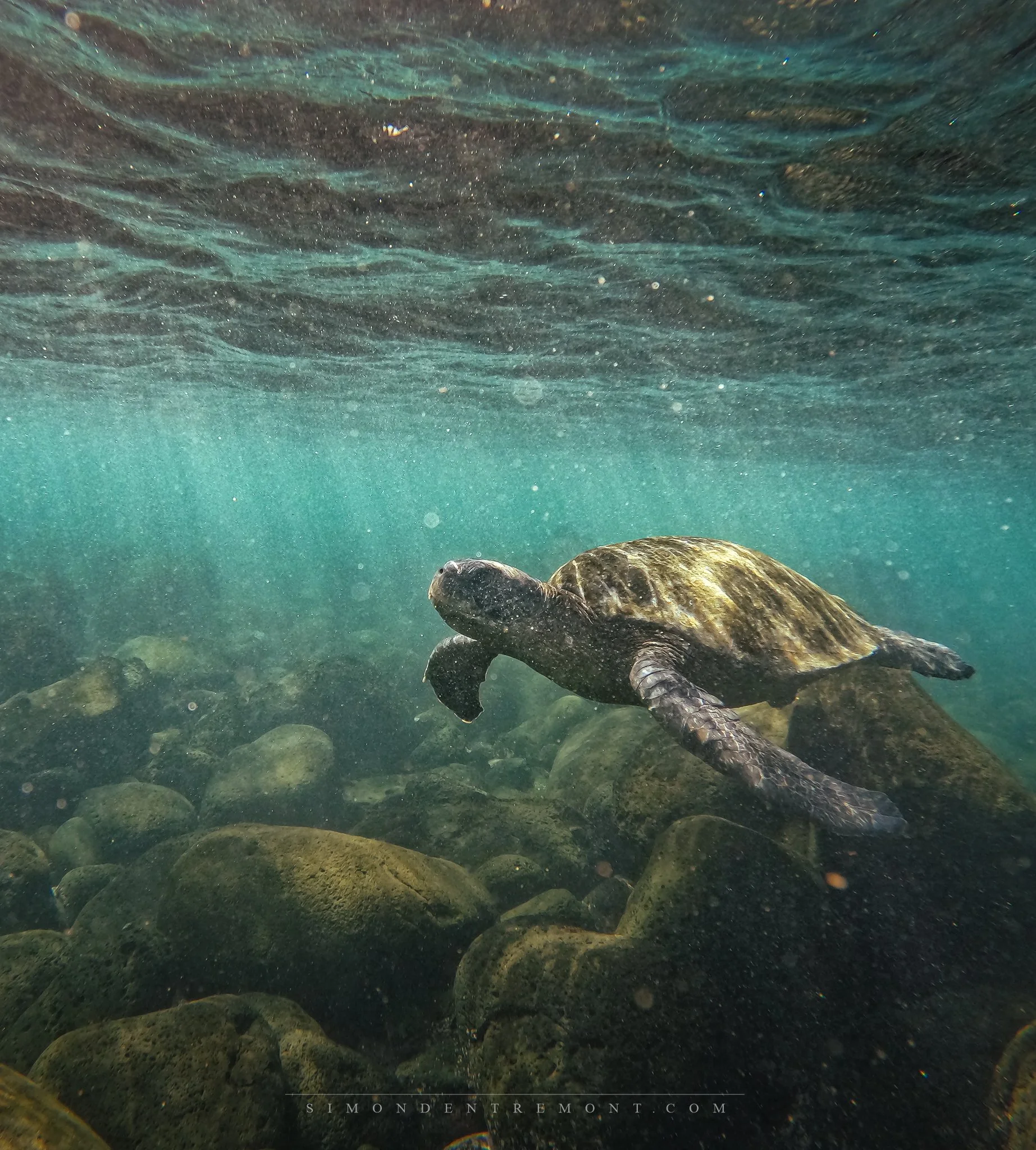 Green sea turtle.jpg