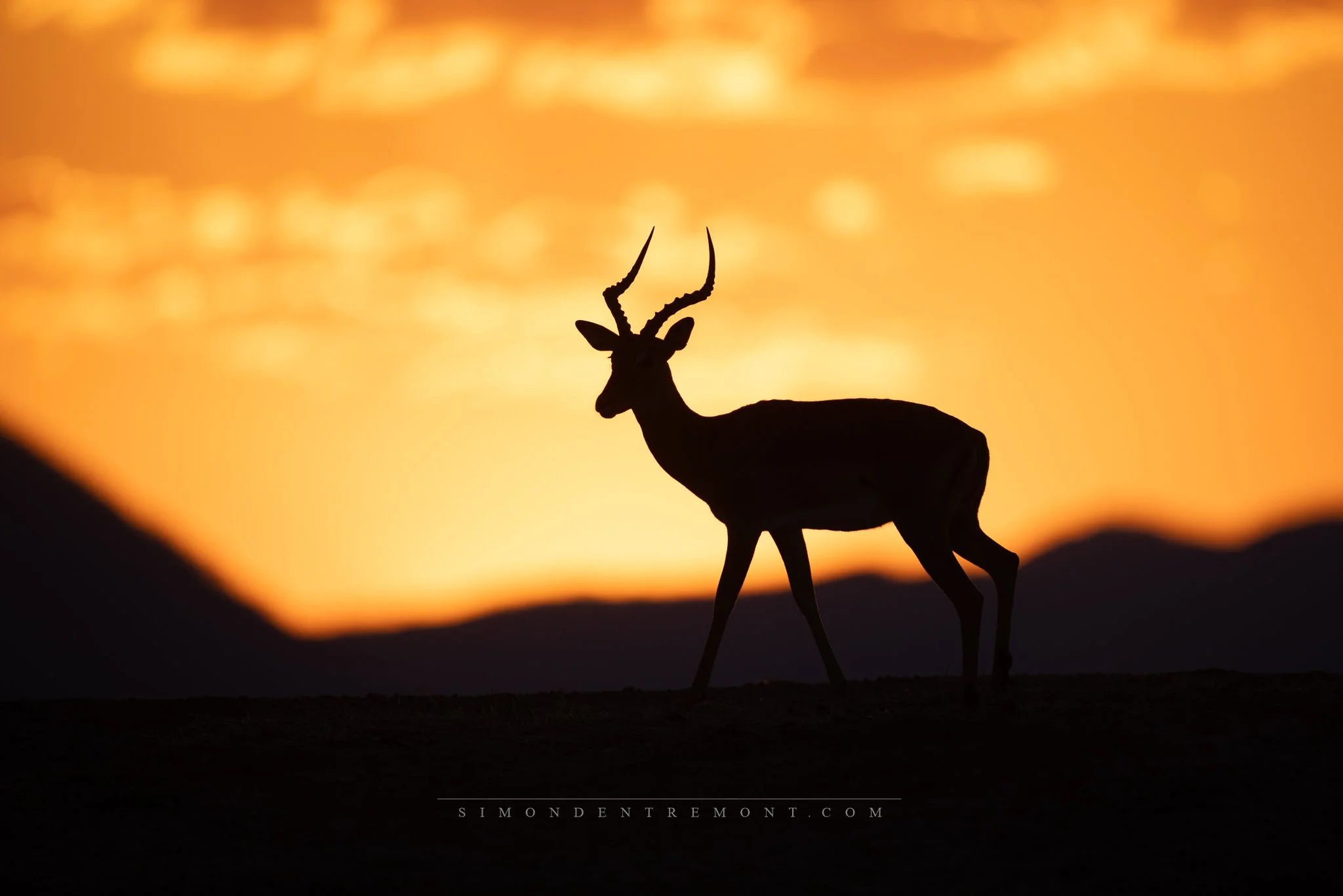 Impala silouette-4584.jpg