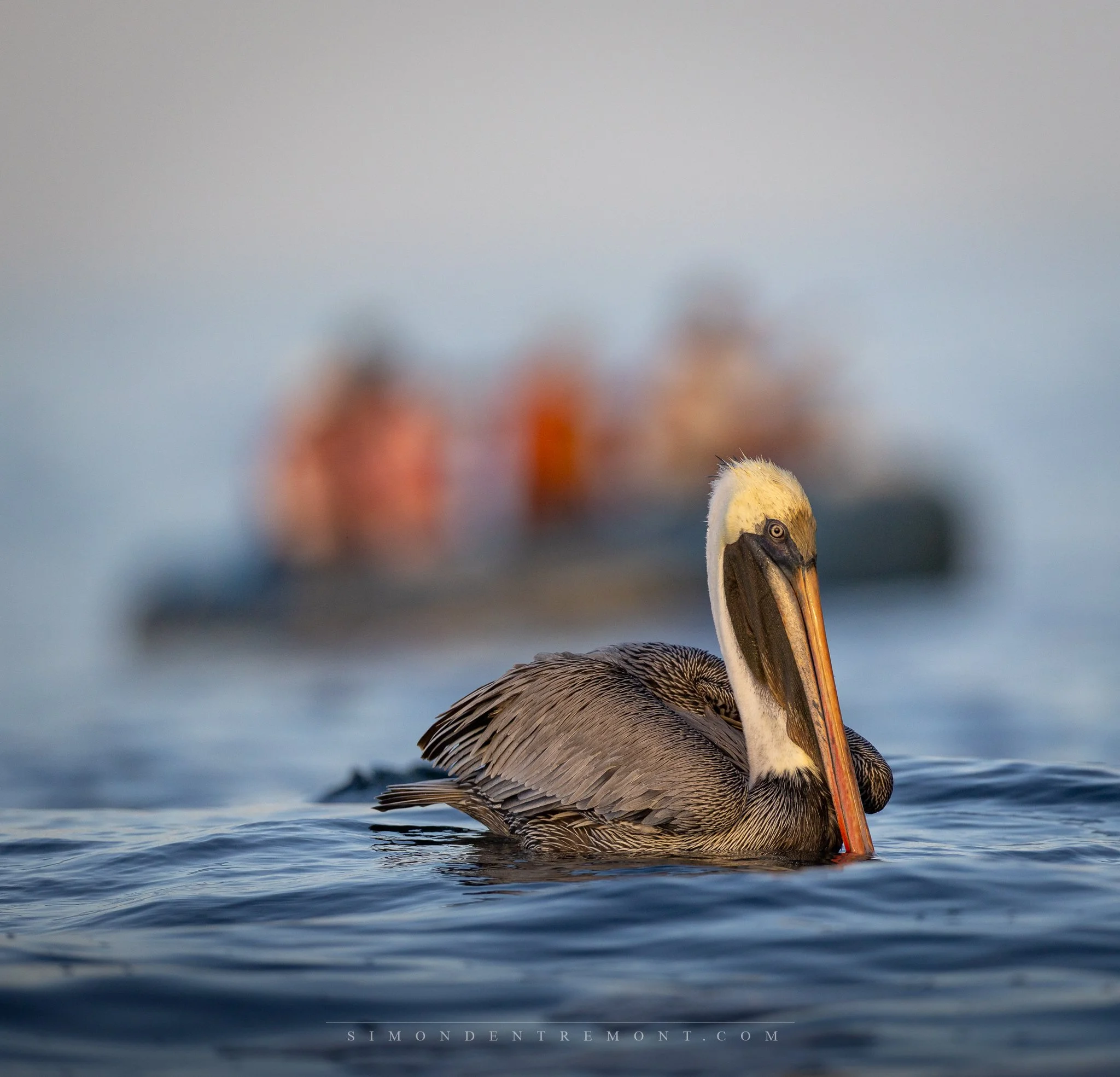 Pelican.jpg