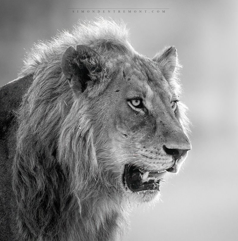 Lion young male.jpeg