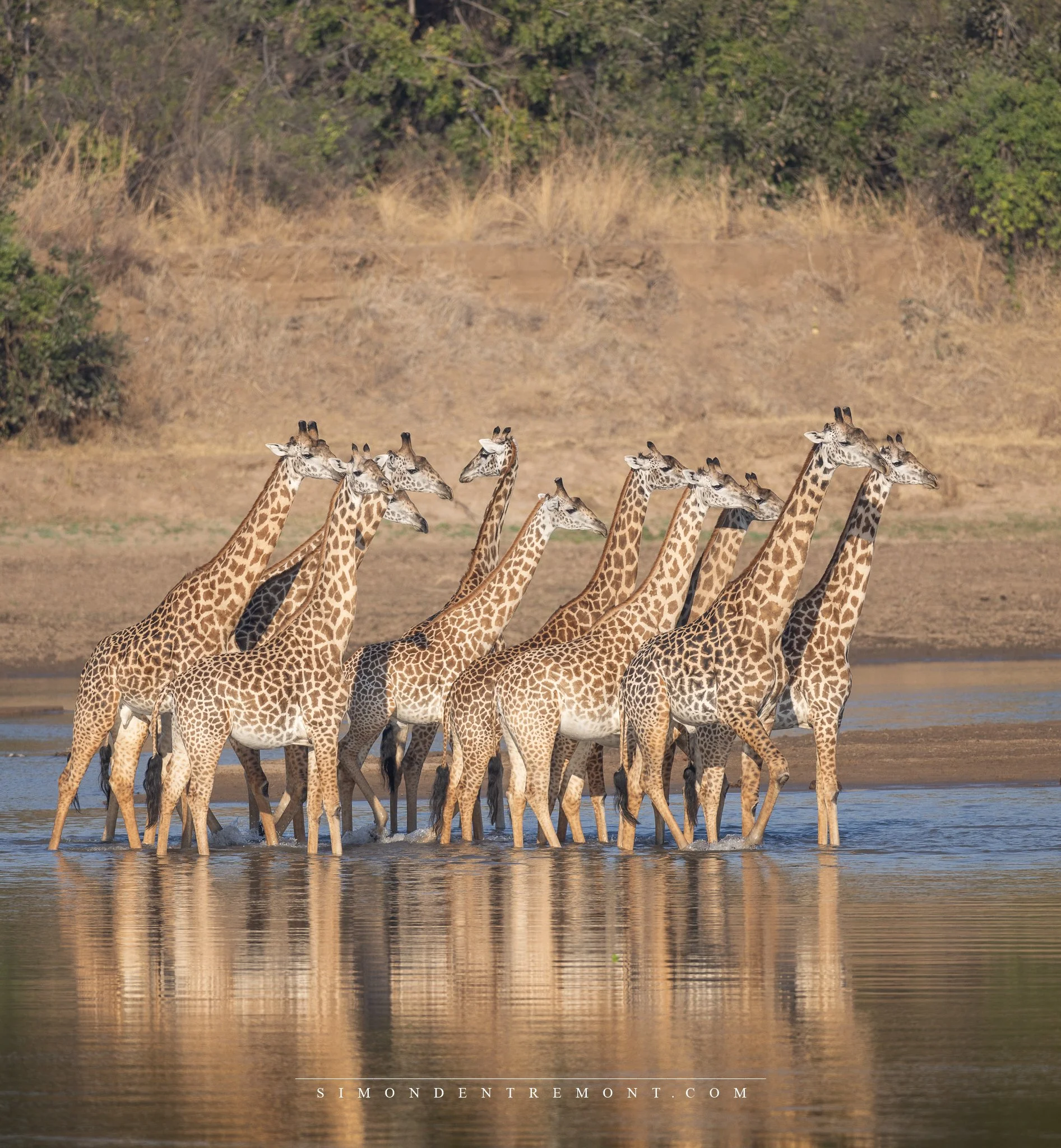 Giraffes (1 of 1).jpg