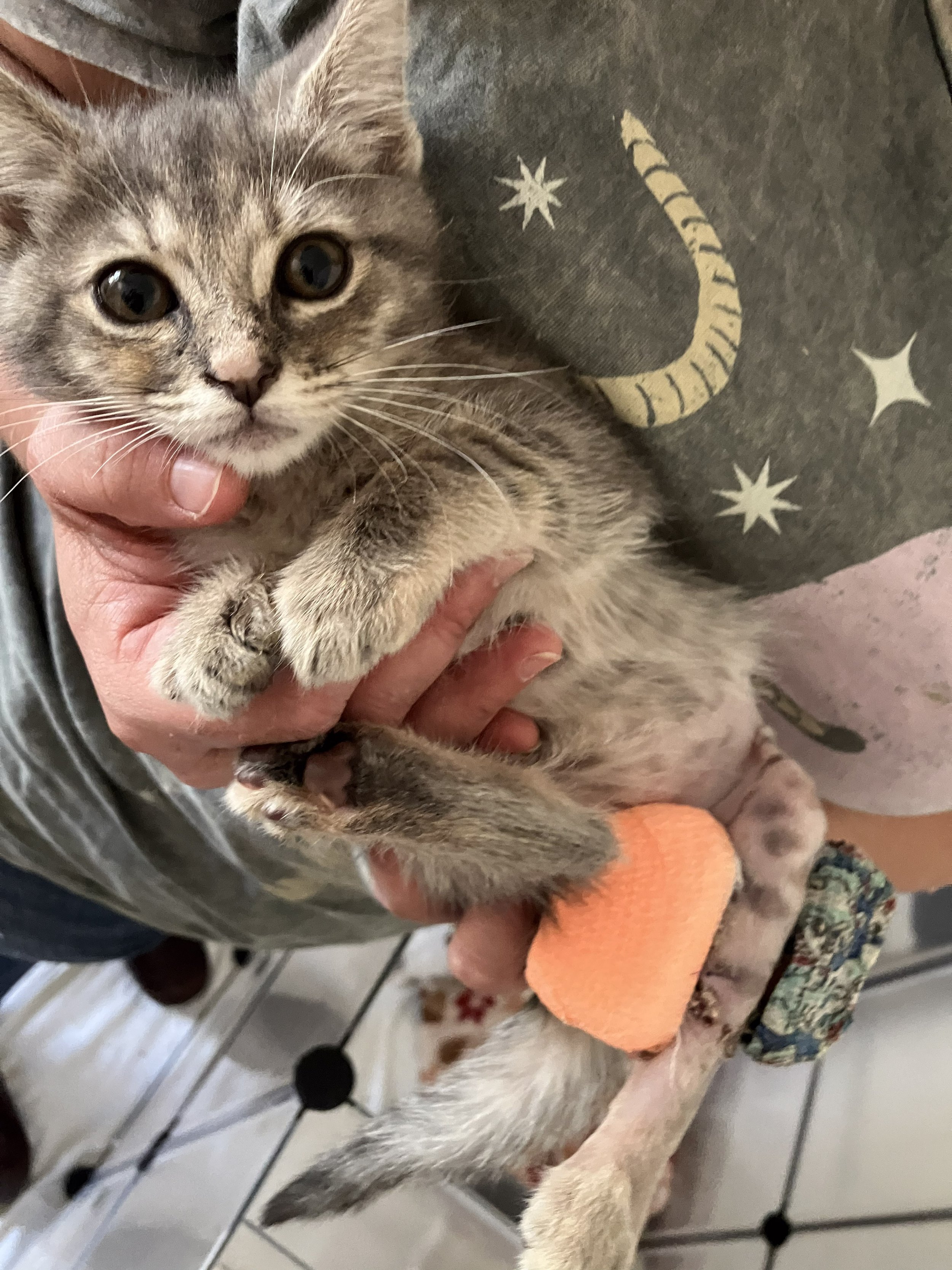 A sweet grey and cream kitten looks into the camera as she is held in a woman's hands. The kitten has an orange bandage wrapped around a back leg.