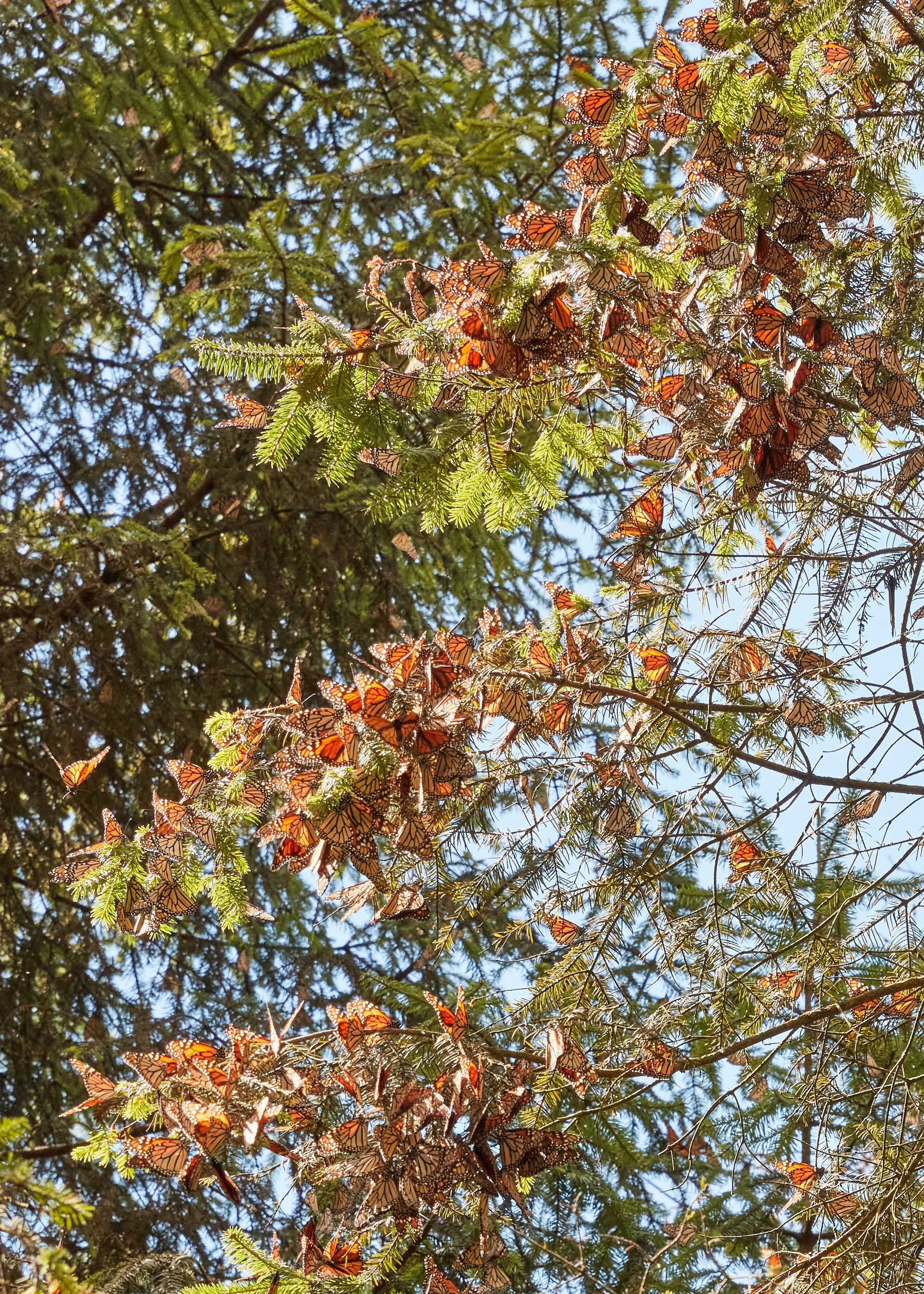 Monarchs_2021_1117_035.jpg