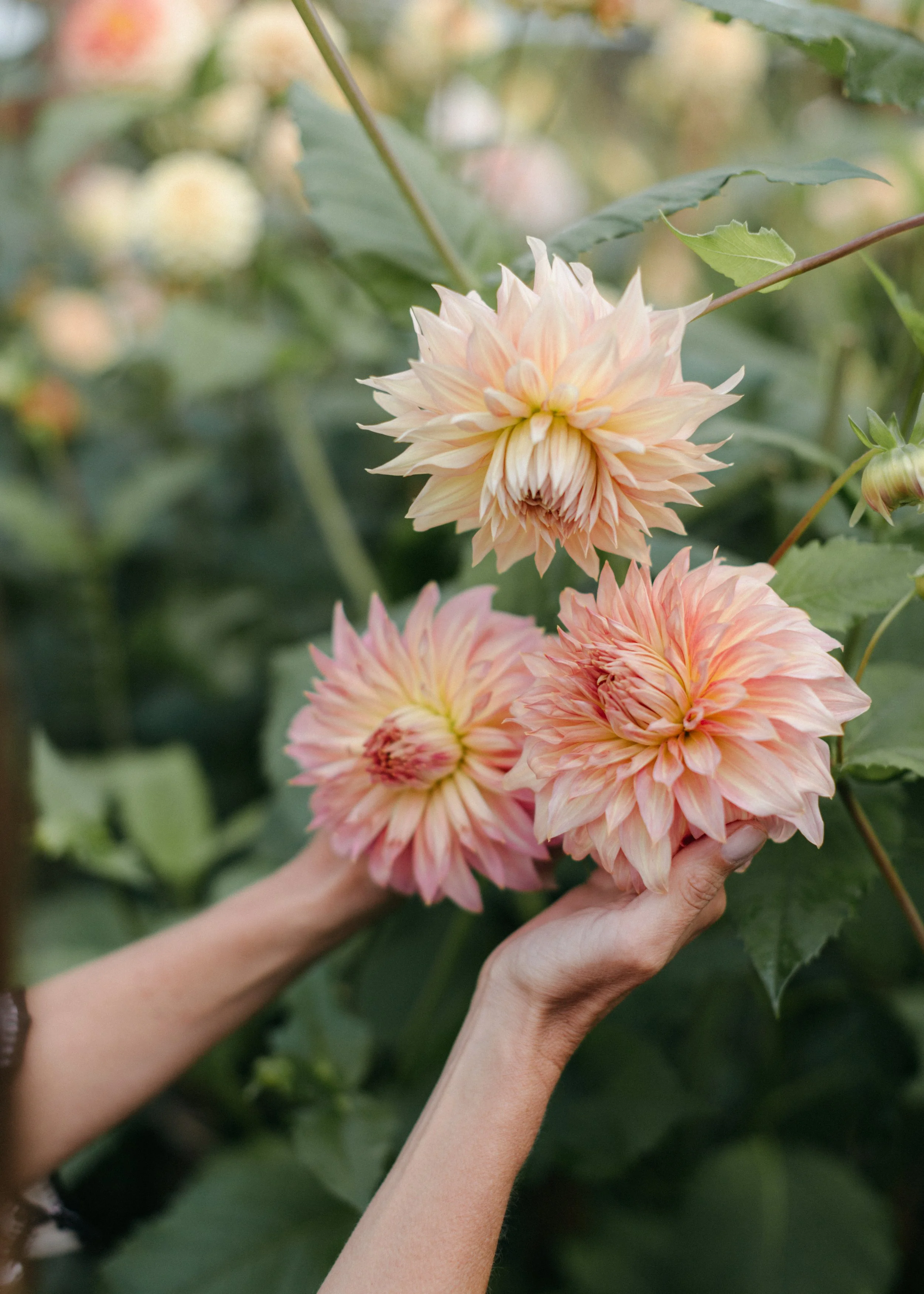 LaMusadeLasFlores_AnaLaframboise22.jpg