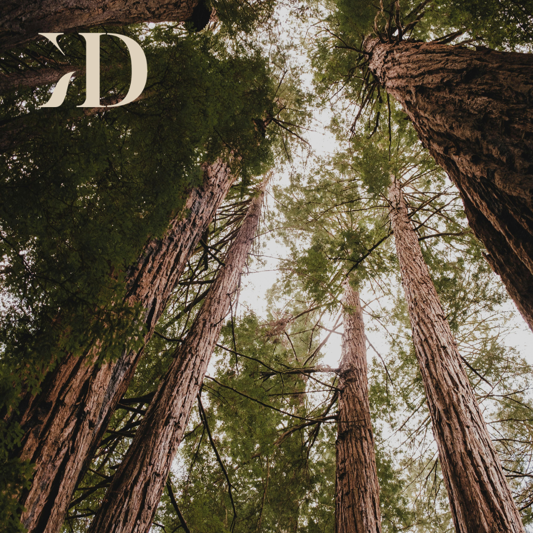 Redwood | Wander Collection