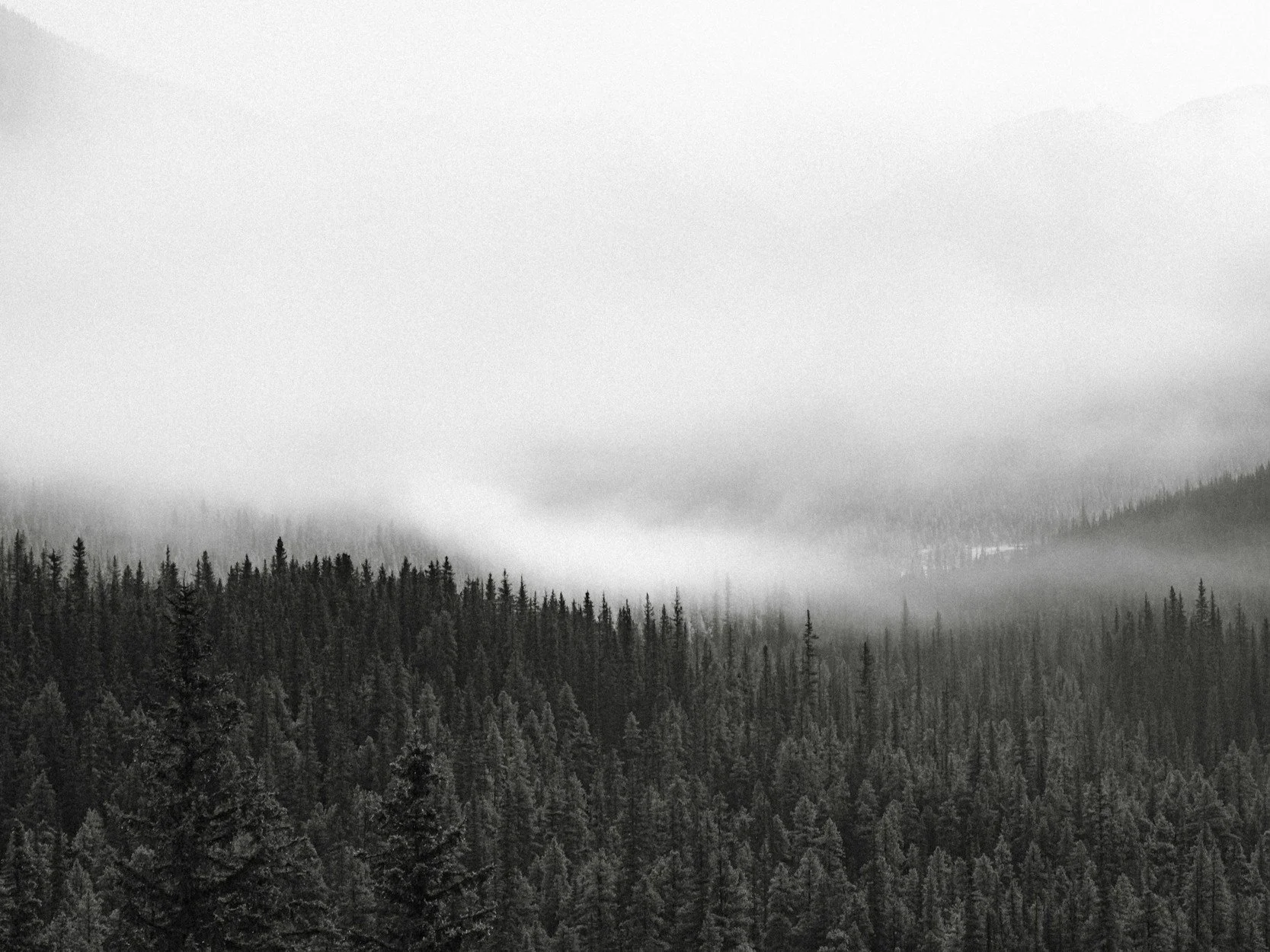 Black and white photo of a dense pine forest on a mountainside, with fog or low clouds covering the upper part of the scene.