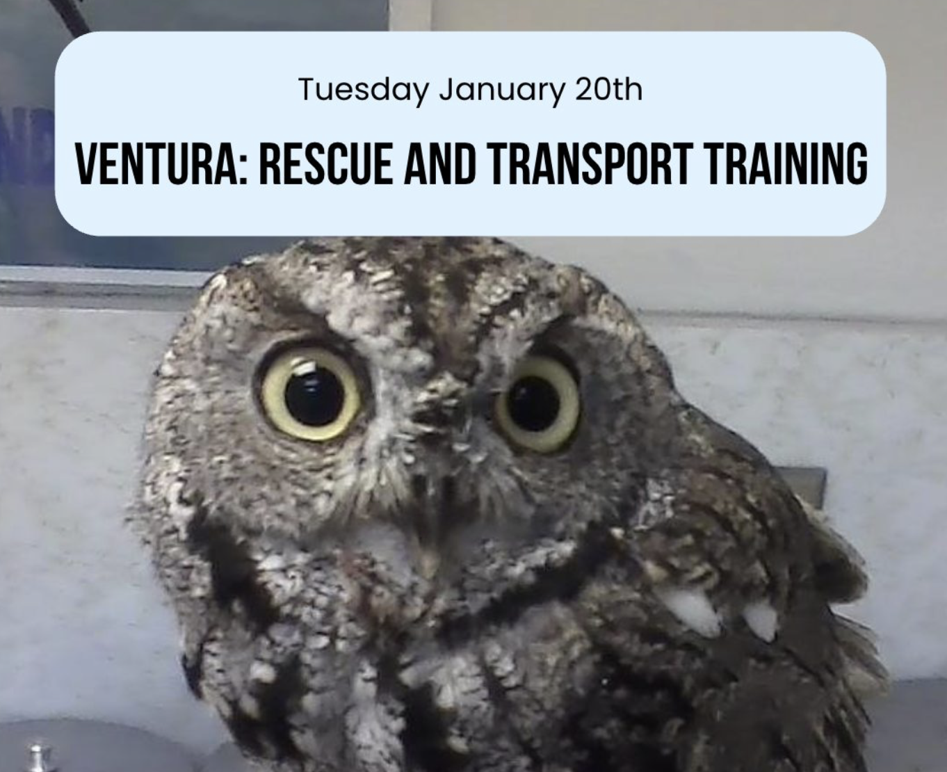 Wildlife Rescue & Transport Training by Santa Barbara Wildlife Care Network (SBWCN)