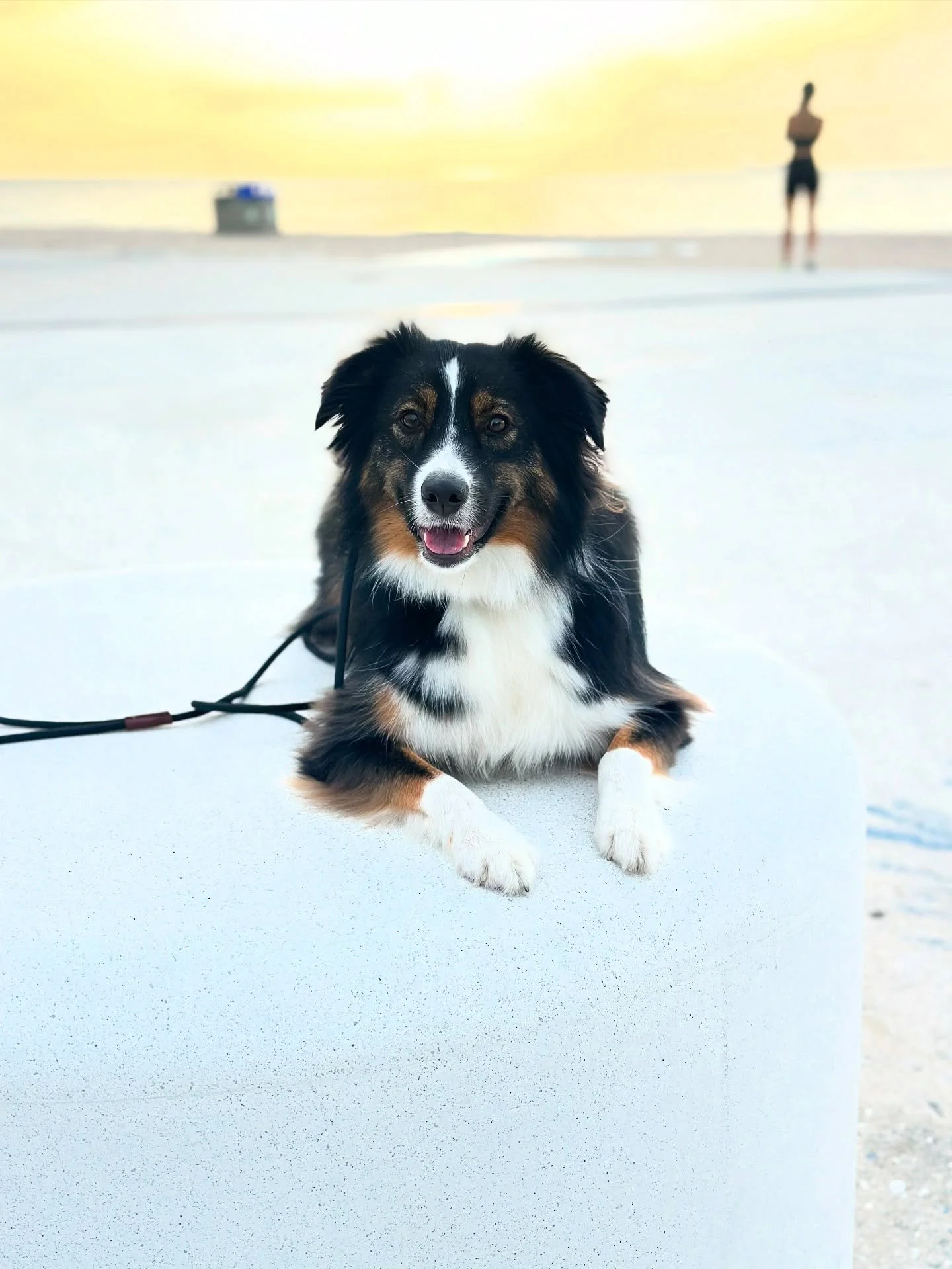 Apollo&rsquo;s job used to be: chase lizards, charge the TV, and herd everything that moved. This included cars, dogs, and people.

But the truth is, he wasn&rsquo;t being dramatic. He was just overwhelmed and unsure of what to do with all that Aussi