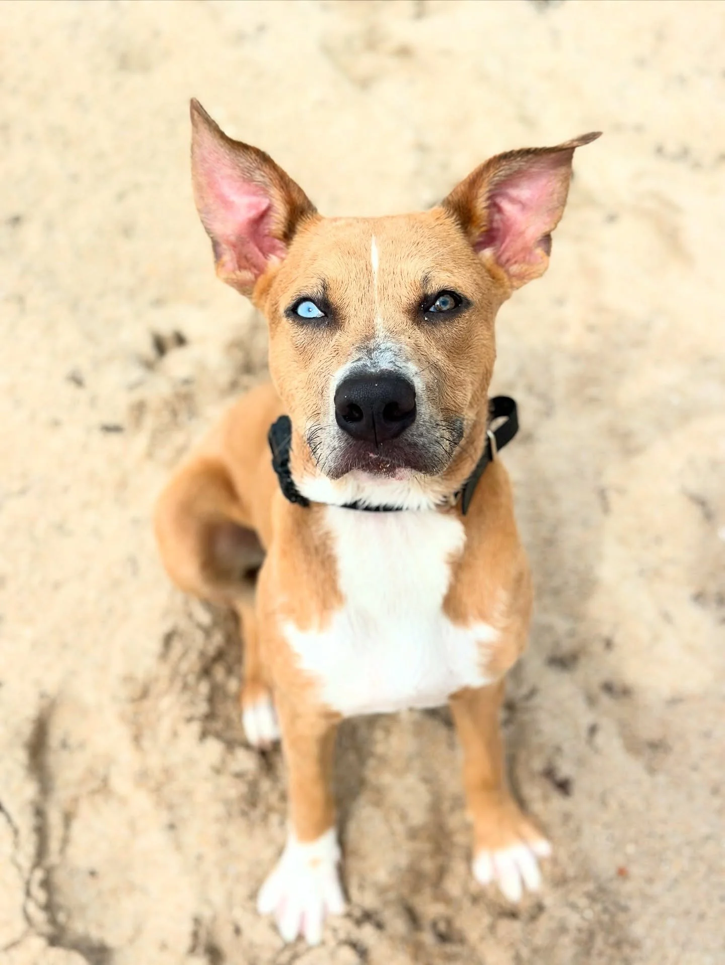 Meet Skye.
Six months old. A little mutt with a big personality and some pretty big fears when we first met her.

Her owners started early with lessons @serena_ruffrules , which was huge. Instead of accidentally feeding her insecurities, they learned