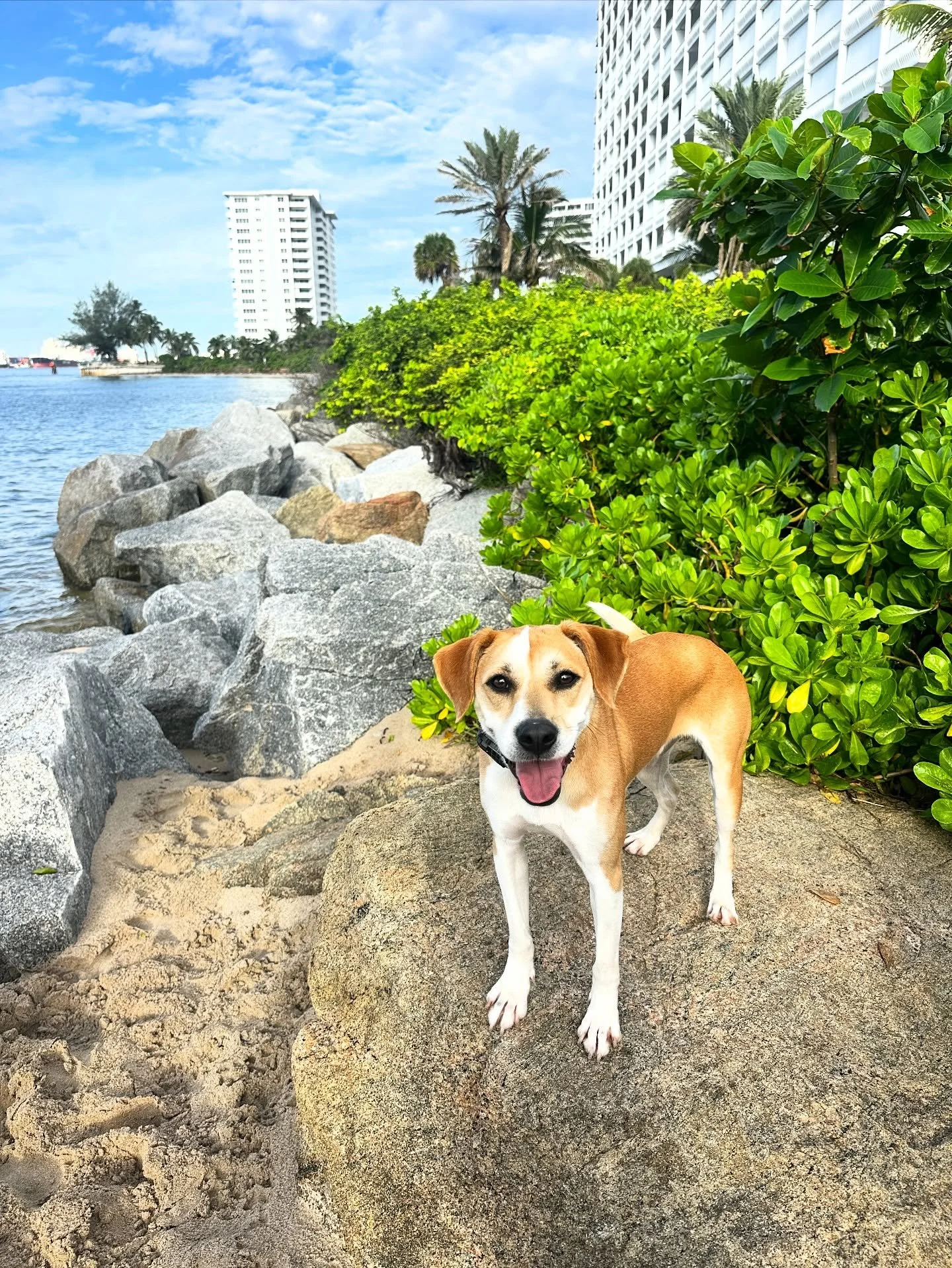 This is a long one because some dogs remind you what this work is really about. Ollie is one of them. 
A rescued Puerto Rican street dog who spent his early life surviving, always in motion, always unsure, never fully able to rest.
When a dog like