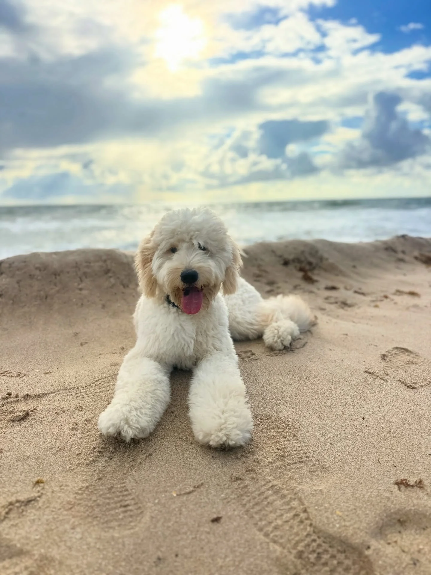 When Cooper&rsquo;s owners came to me, they were feeling stuck, discouraged, and unsure if things would ever change.
Going outside felt overwhelming for him.
Walks weren&rsquo;t happening.
And his world had slowly gotten smaller than it should have b