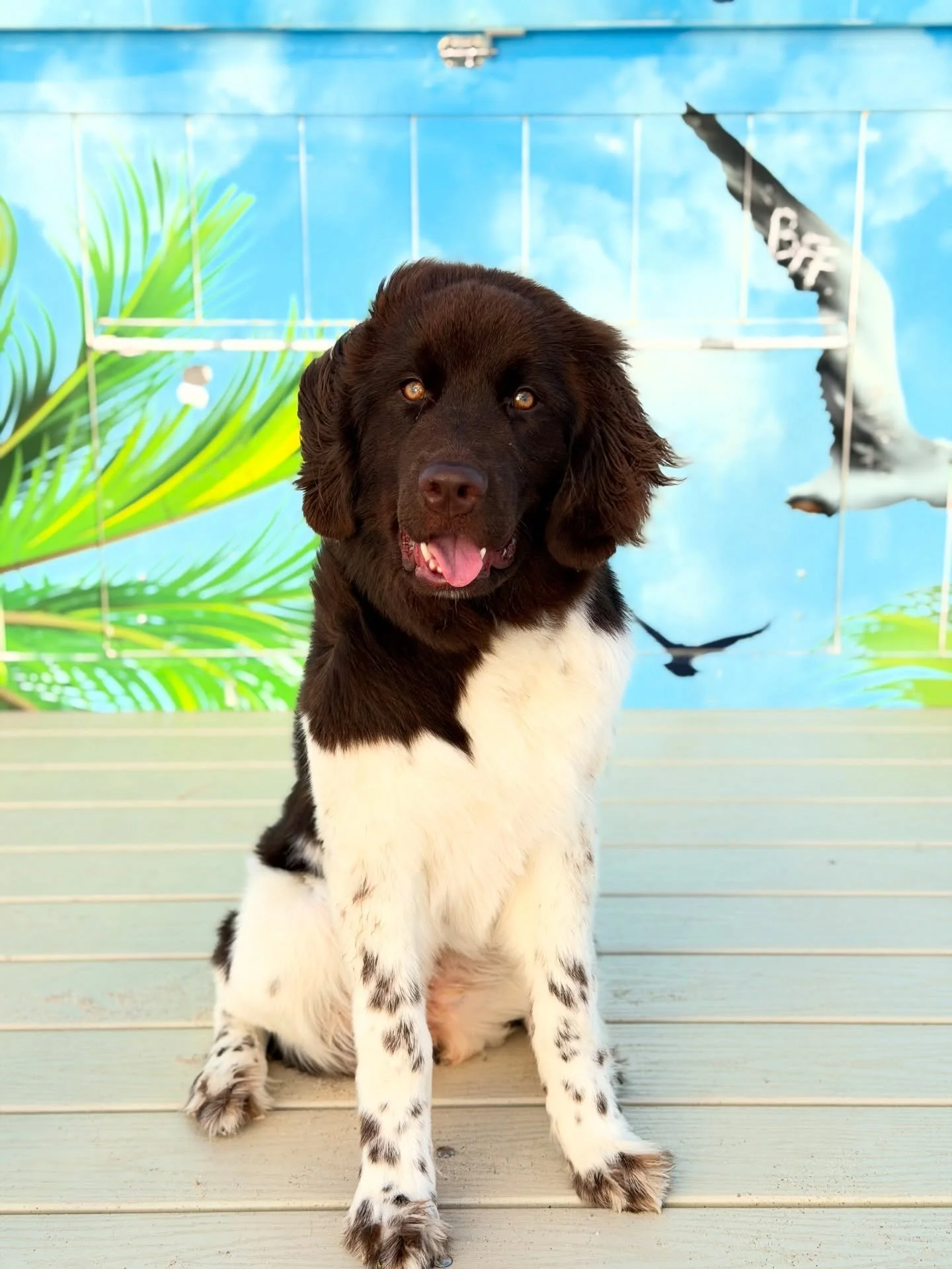 Molly holds a special place in my heart for a few reasons. First, I just love her breed. Newfoundlands are incredible dogs and you don&rsquo;t see them around here very often. Second, this wasn&rsquo;t my first time working with her family. I had the