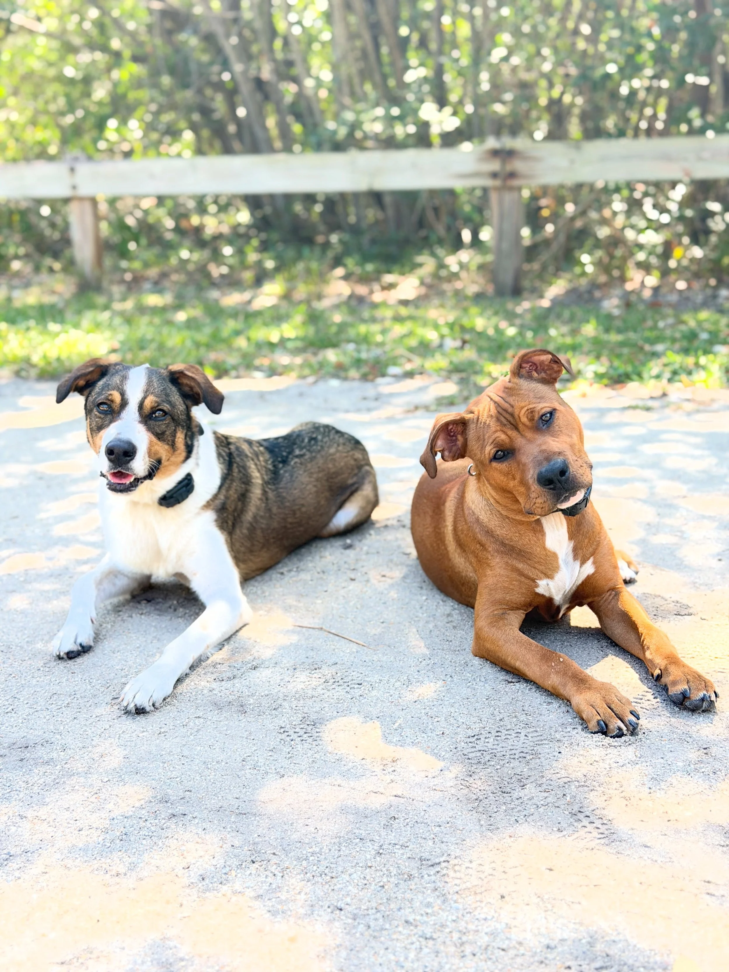 Levi + Cooper did their board and trains with me at the same time, and while they came in with different struggles, they both needed the same thing at the core: neutrality, impulse control, and clearer communication.

Levi came in struggling with lea