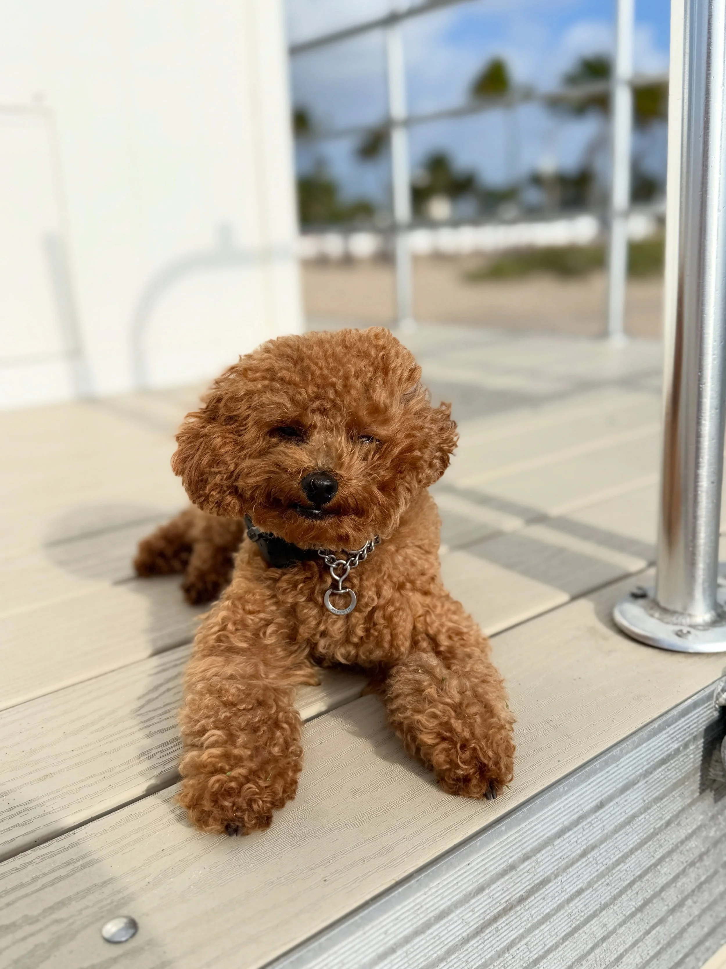 Ace was that little dog that made me want my own. He was confident, smart, up for any adventure, and genuinely wanted to be part of everything. The problem was he thought he should do everything, too.

He wanted to greet every dog and person, had a h