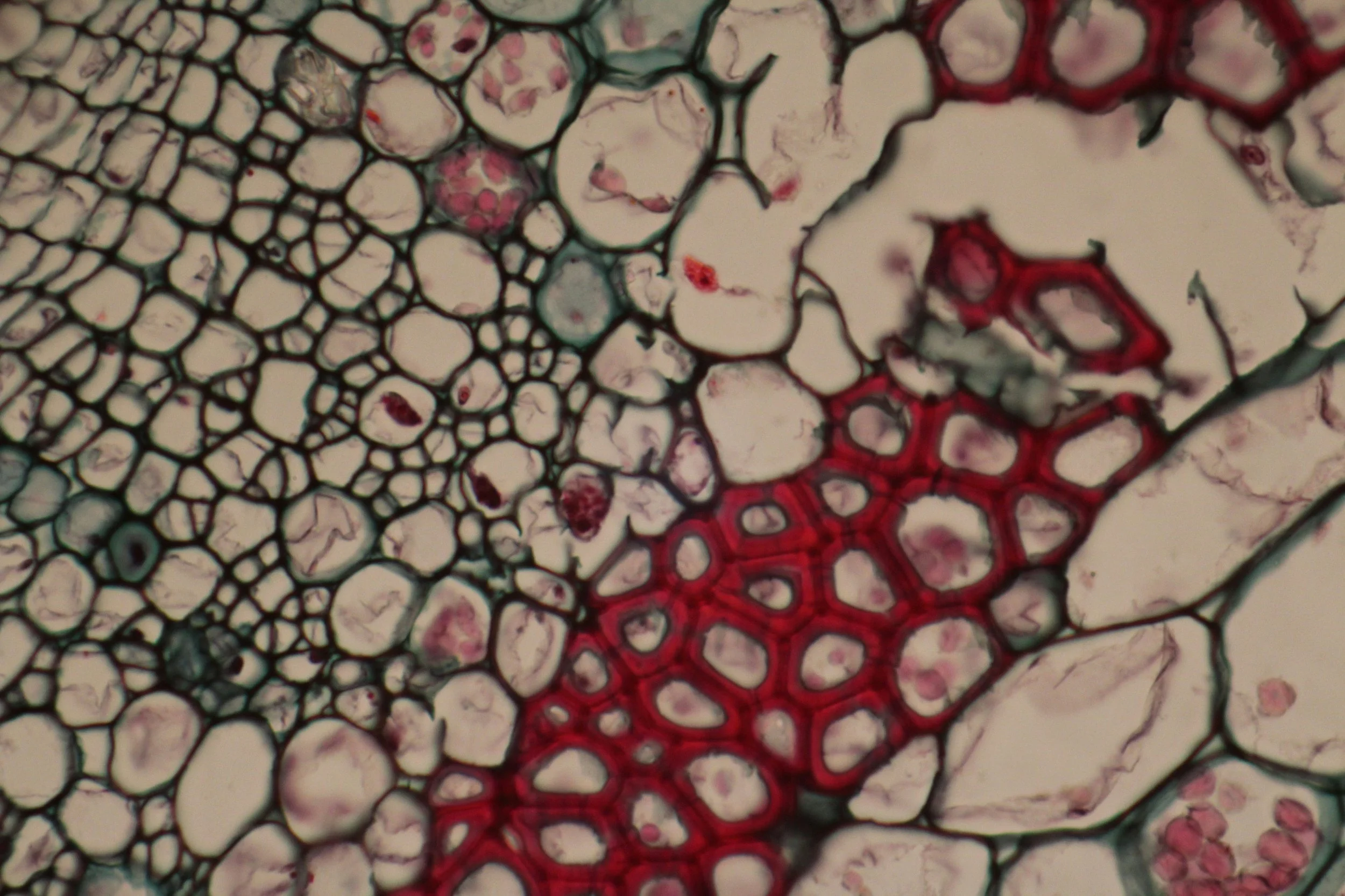 Microscopic View of a Plant Cell