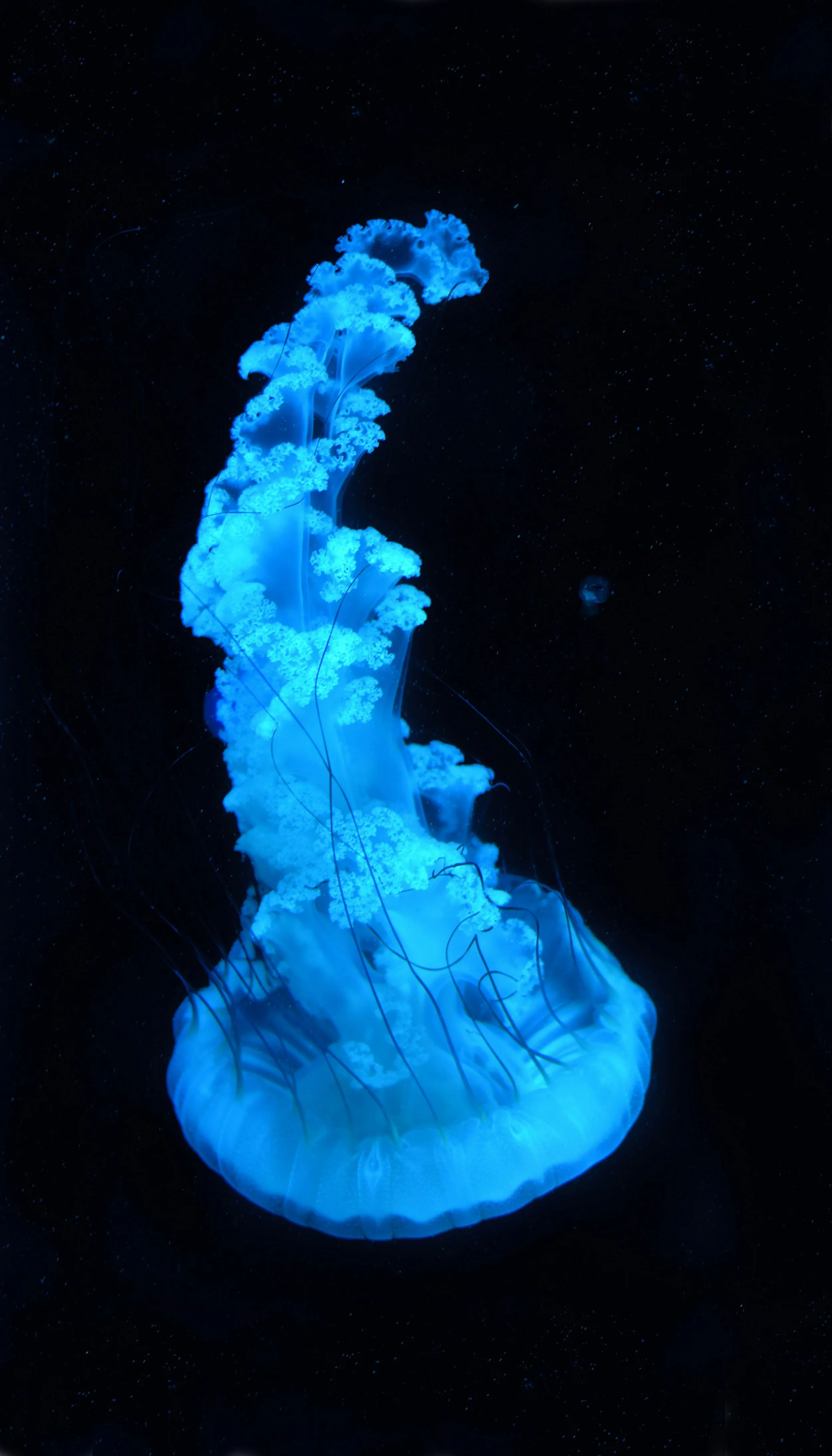 Bioluminescent Jellyfish