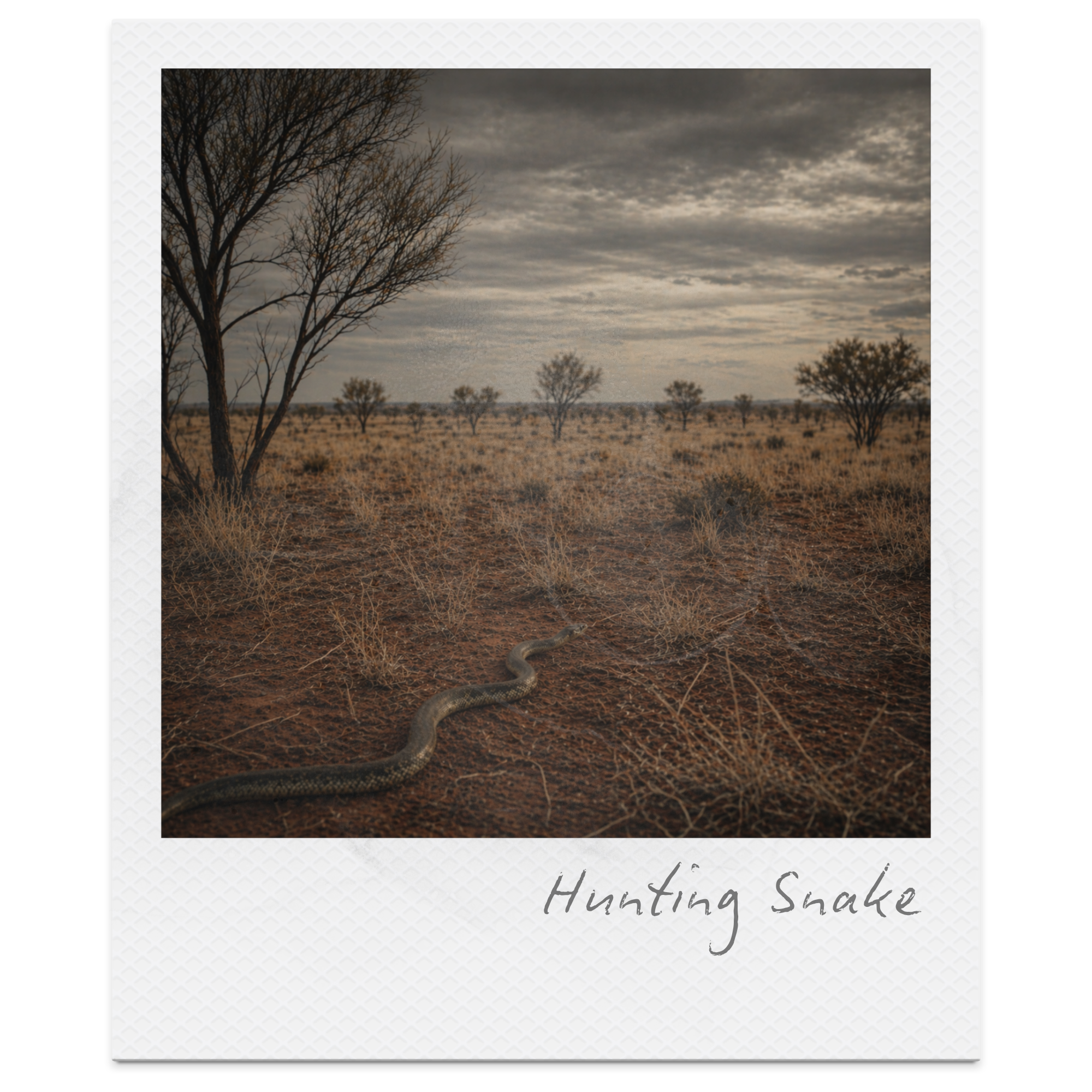 Hunting Snake by Judith Wright: Summary, Themes &amp; Analysis