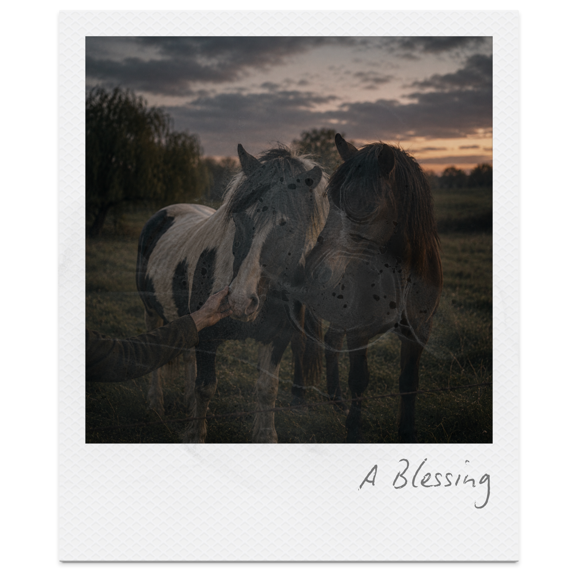 A Blessing by James Wright: Summary, Themes &amp; Analysis