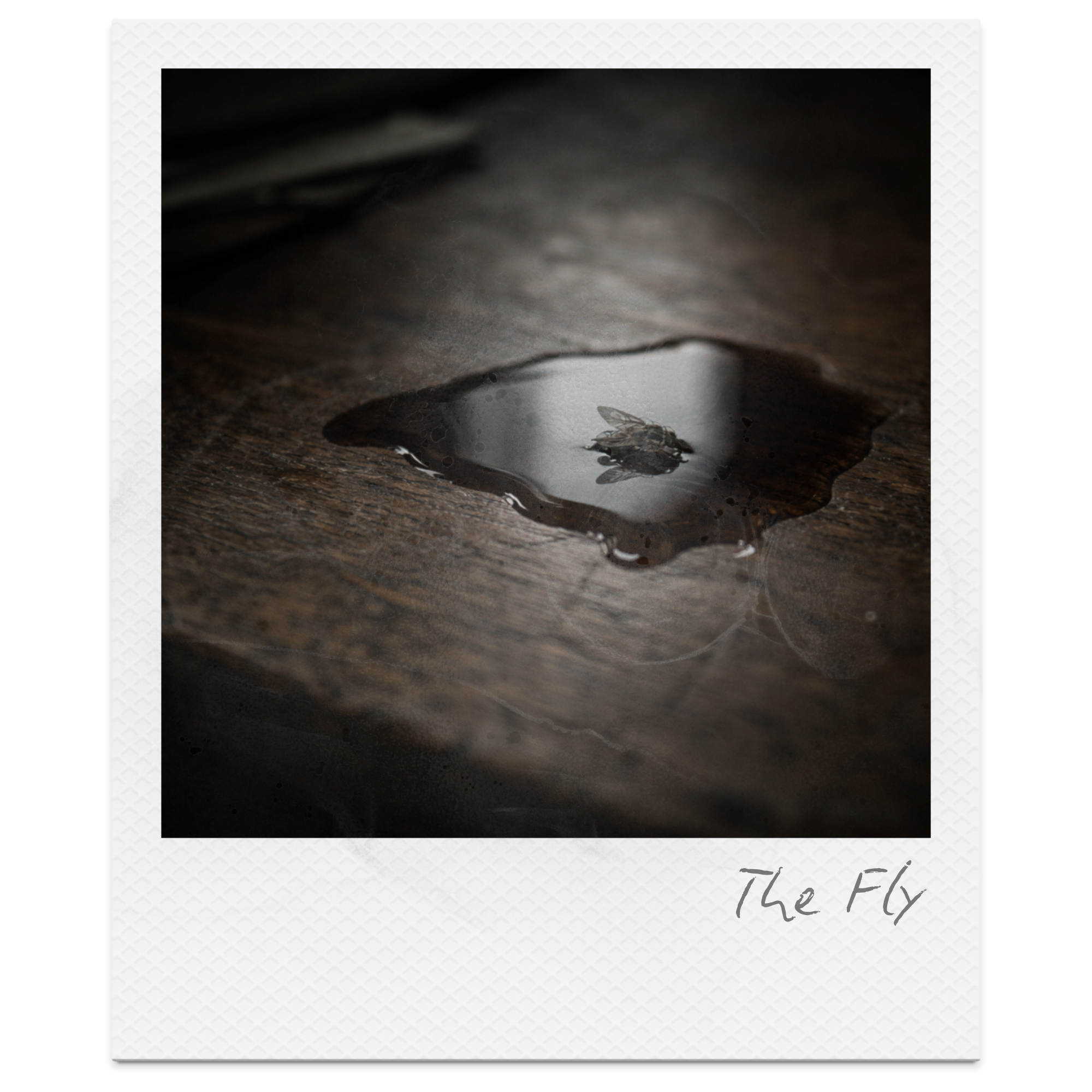 A dead fly trapped in a small puddle of water on a dark wooden surface.