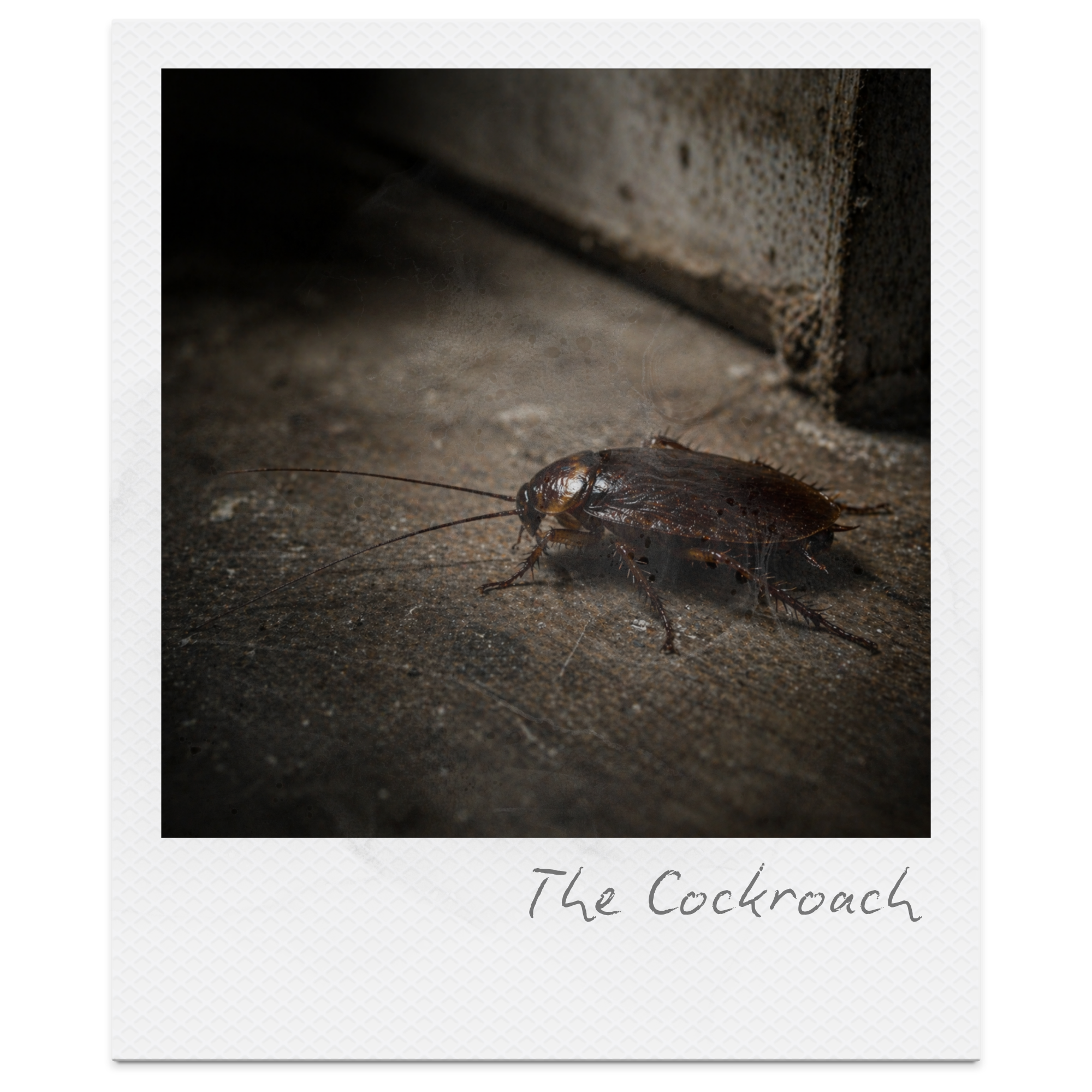 Close-up of a cockroach walking on a sandy surface against a concrete wall, with handwritten text reading 'The Cockroach' at the bottom.
