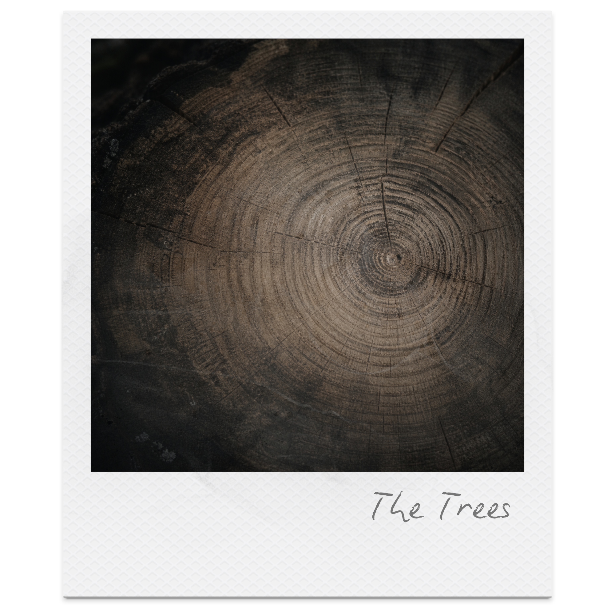 Close-up of a tree cross-section showing growth rings, with the text 'The Trees' written at the bottom.