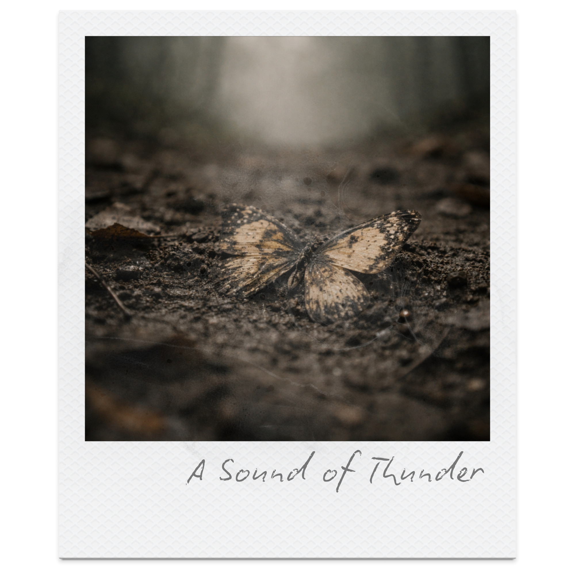 Close-up photograph of ground with rocks and soil, with a butterfly resting on the dirt, possibly during a smoky or foggy atmosphere.